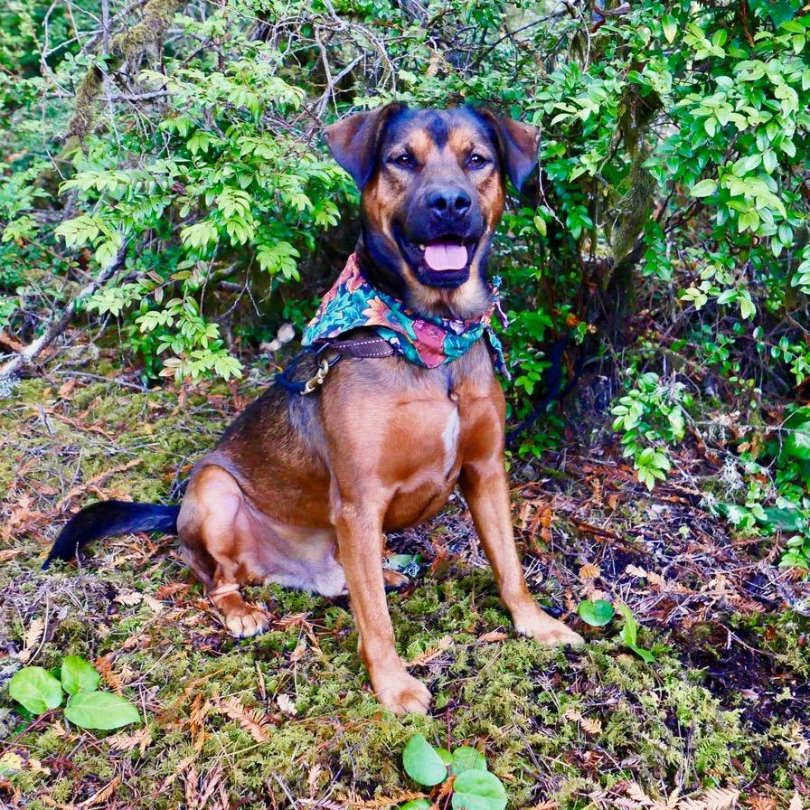 Enlarge Shaboozy, a Adoptable Mixed Breed in Fort Bragg, CA image 5/6