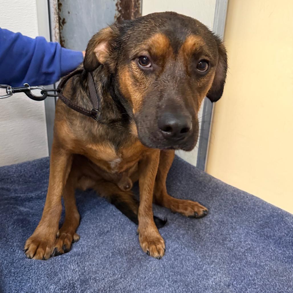 Enlarge Shaboozy, a Adoptable Mixed Breed in Fort Bragg, CA image 6/6