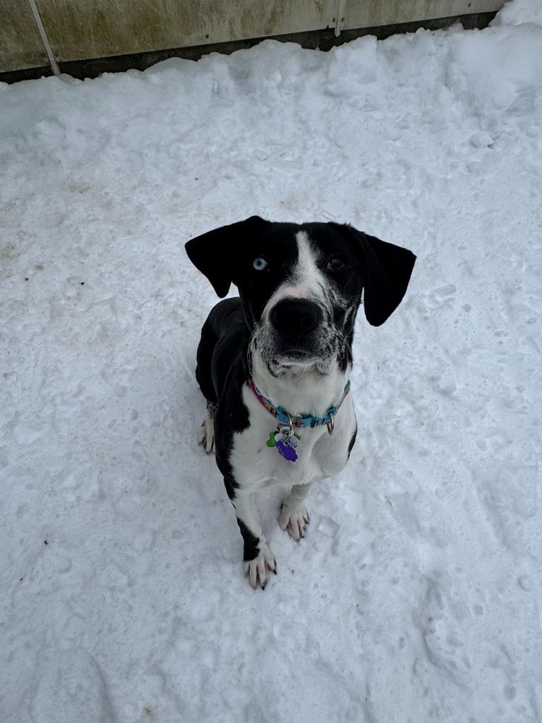 Natty, Adoptable, Young Female Pointer & Border Collie.