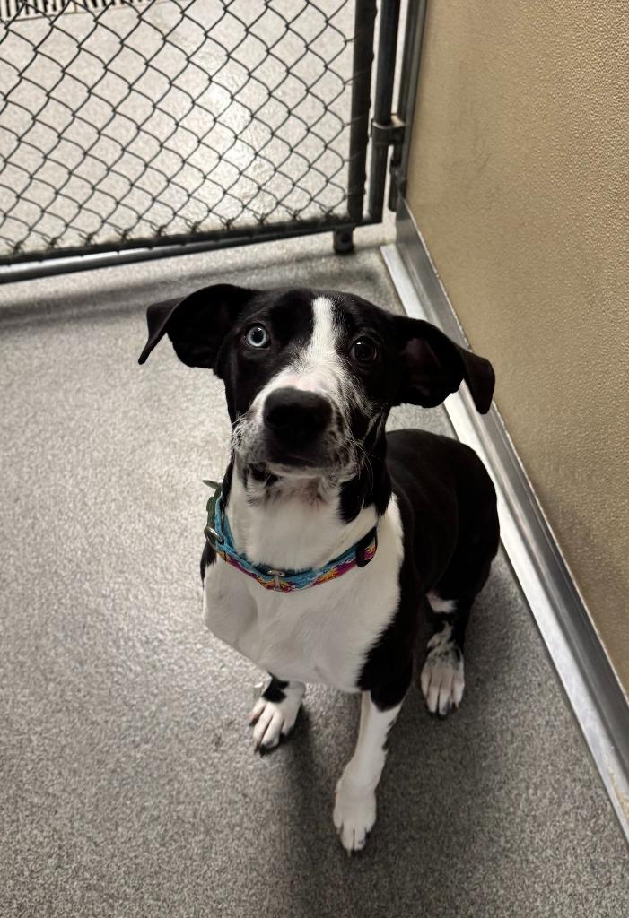 Natty — thumbnail 4