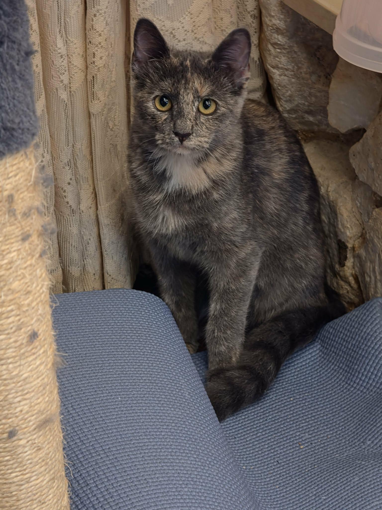 Enlarge Smokey, a Adoptable mixed breed in Fort Worth, TX image 1/5