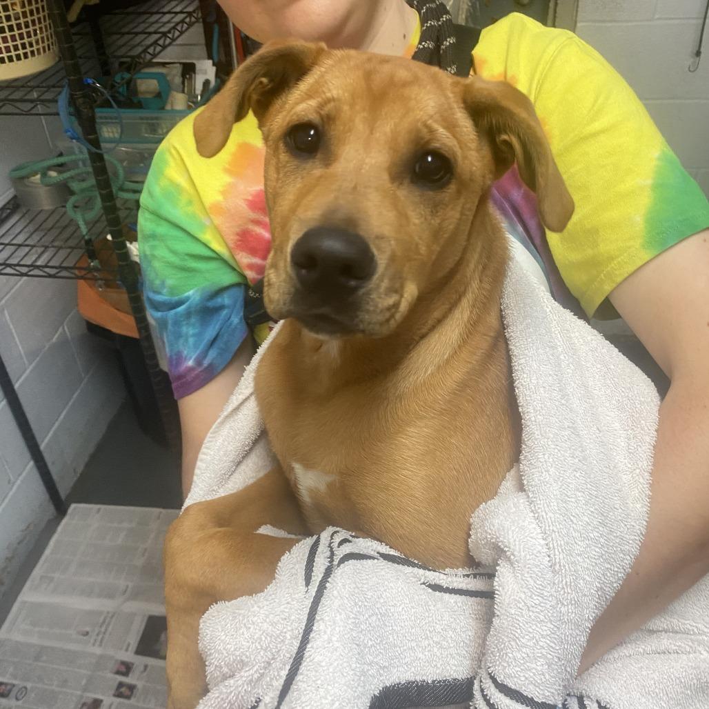 Luna, a Adoptable mixed breed in Hattiesburg, MS image 1/4