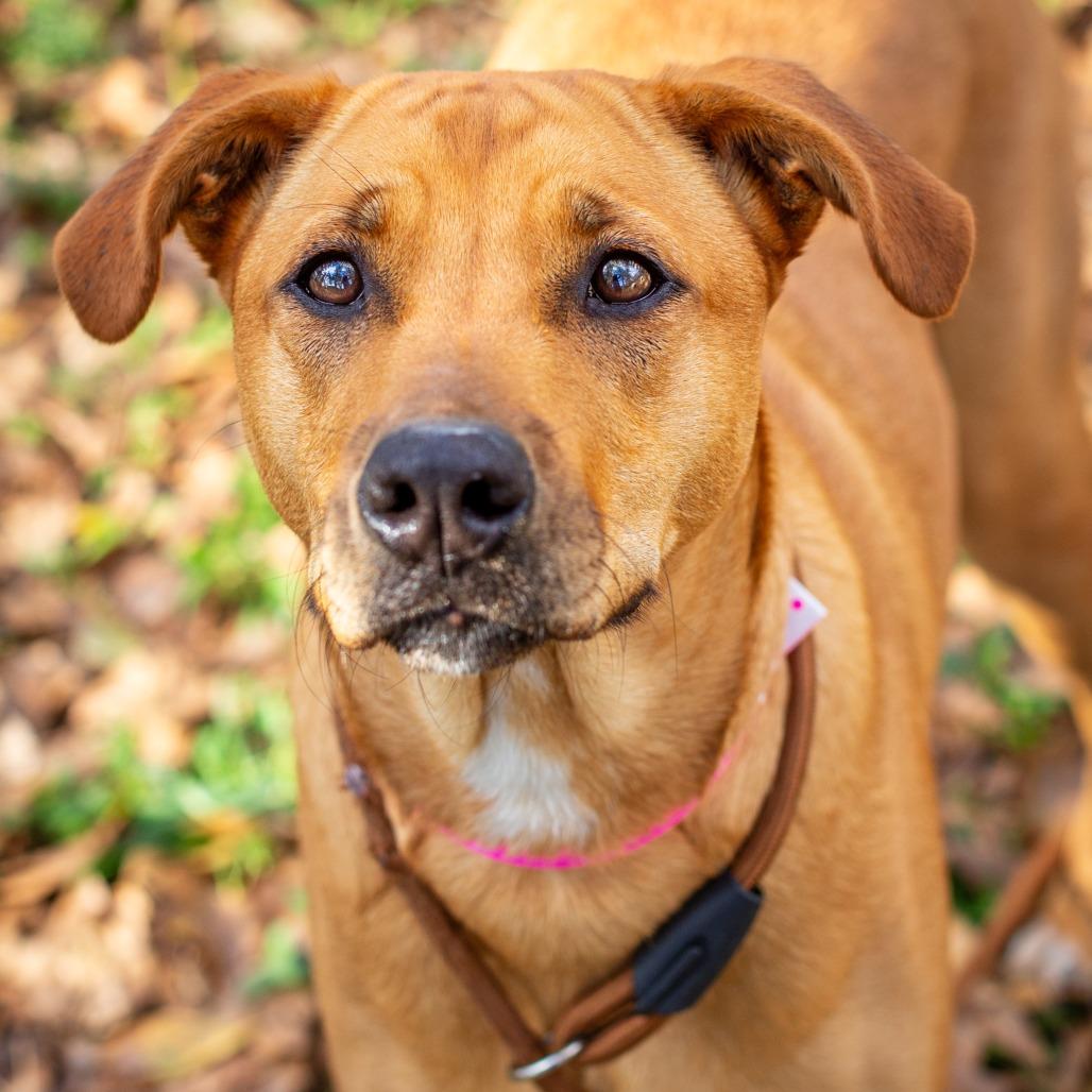 Luna, a Adoptable mixed breed in Hattiesburg, MS image 2/4