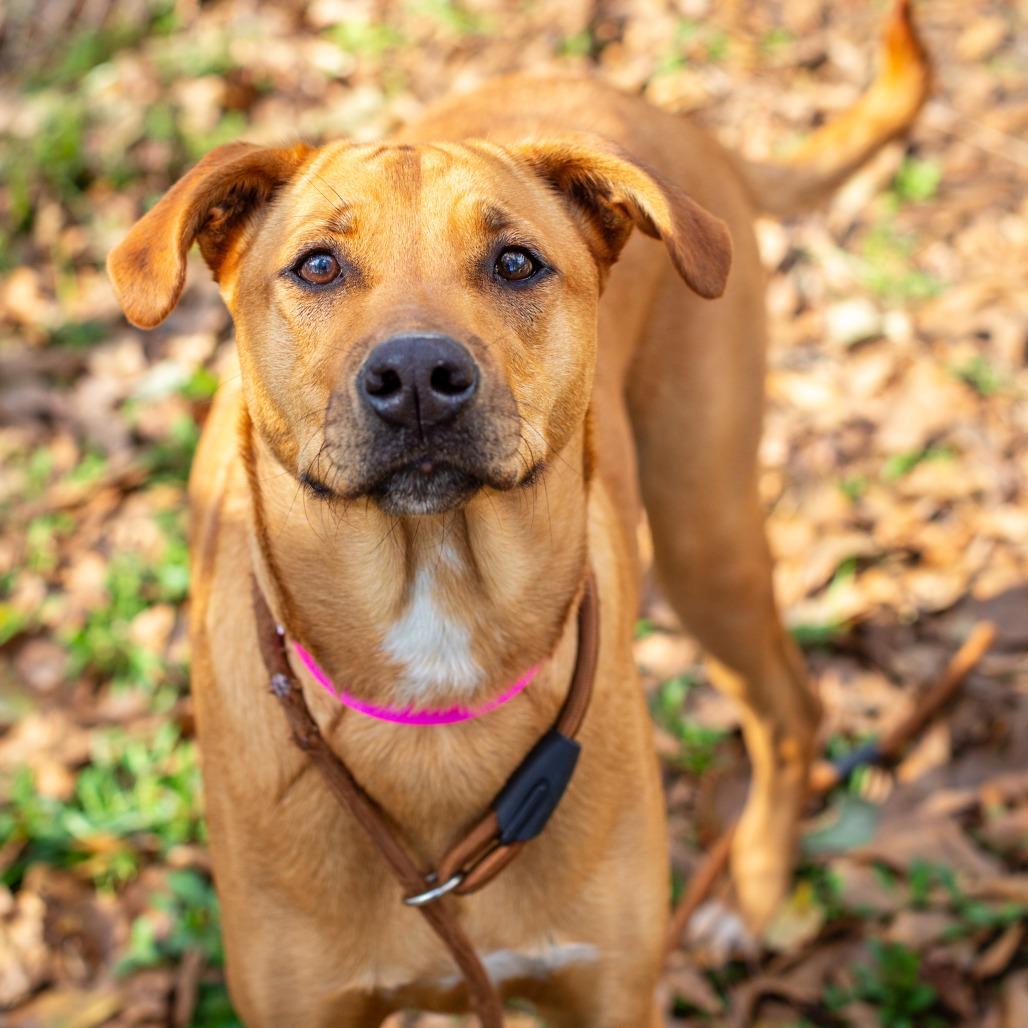 Luna, a Adoptable mixed breed in Hattiesburg, MS image 3/4