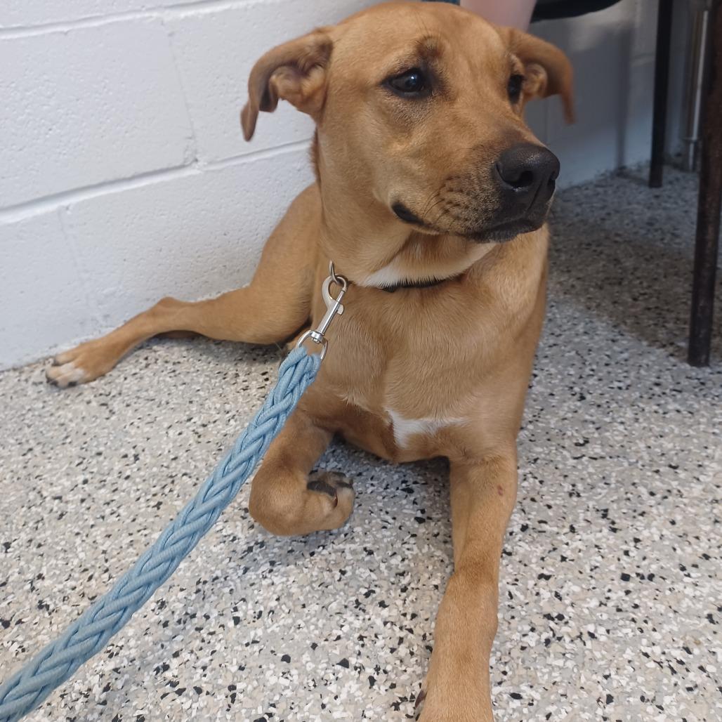 Luna, a Adoptable mixed breed in Hattiesburg, MS image 4/4