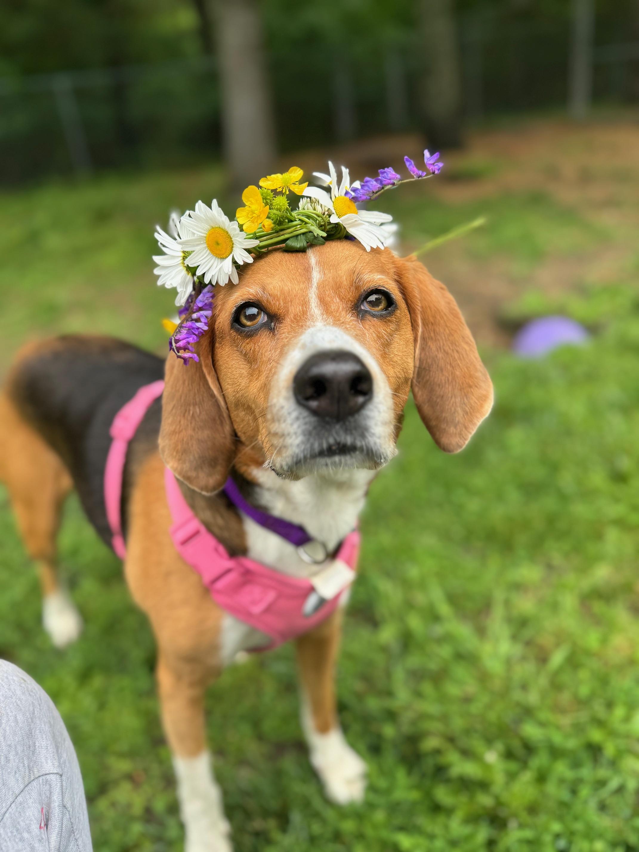 Koda, an adoptable Hound in Cherryfield, ME, 04622 | Photo Image 2