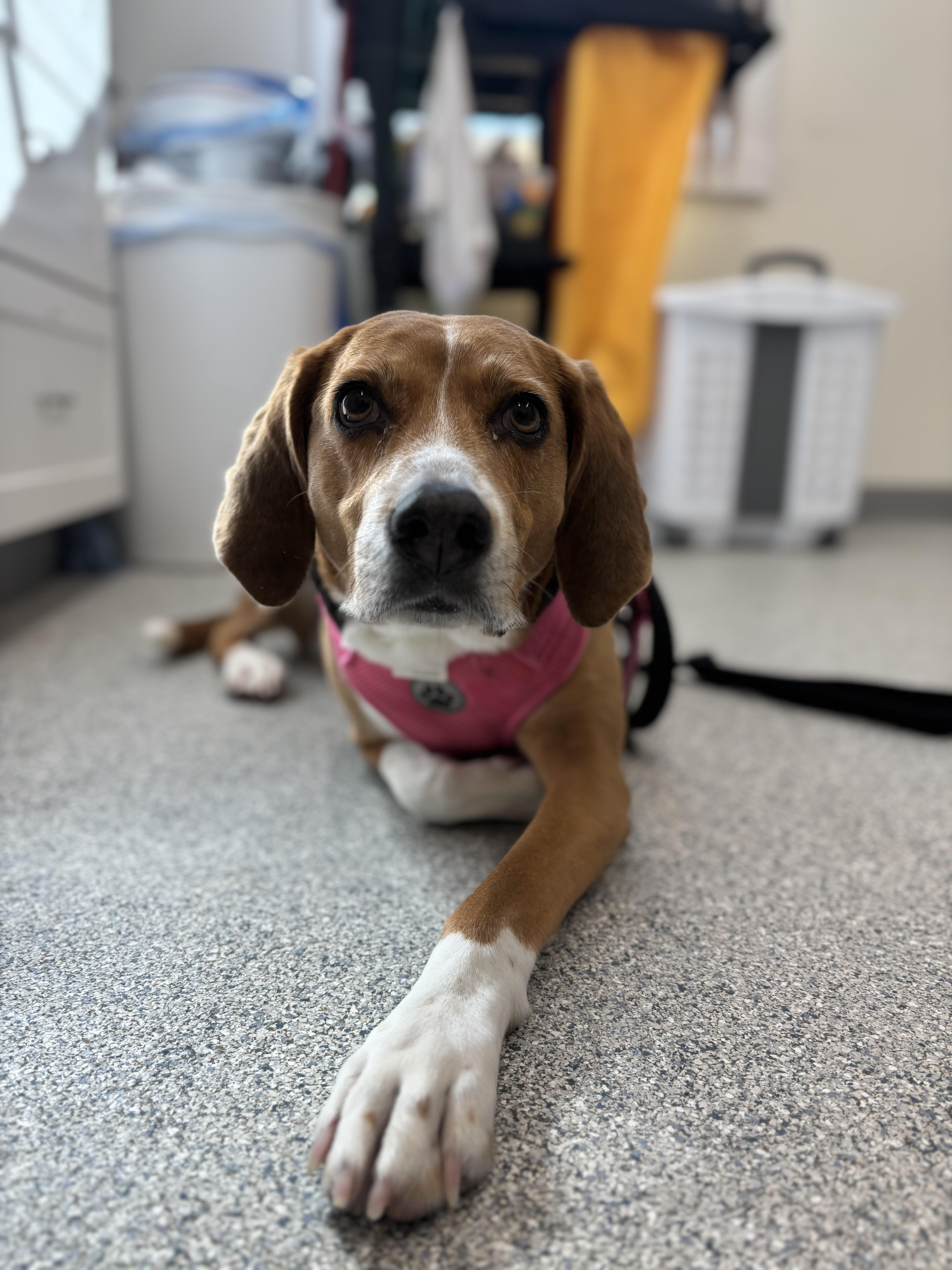 Koda, an adoptable Hound in Cherryfield, ME, 04622 | Photo Image 6