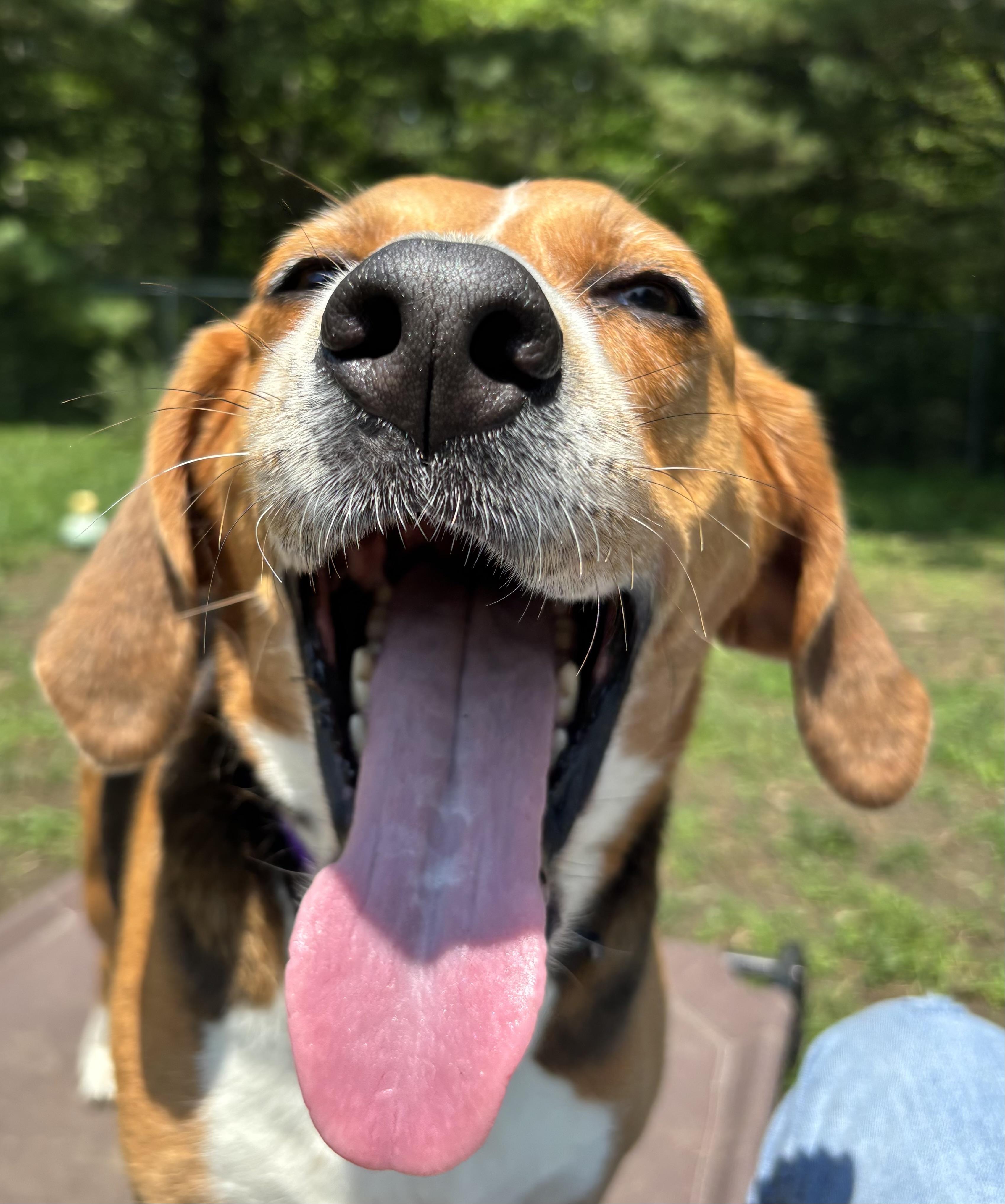 Koda, an adoptable Hound in Cherryfield, ME, 04622 | Photo Image 4