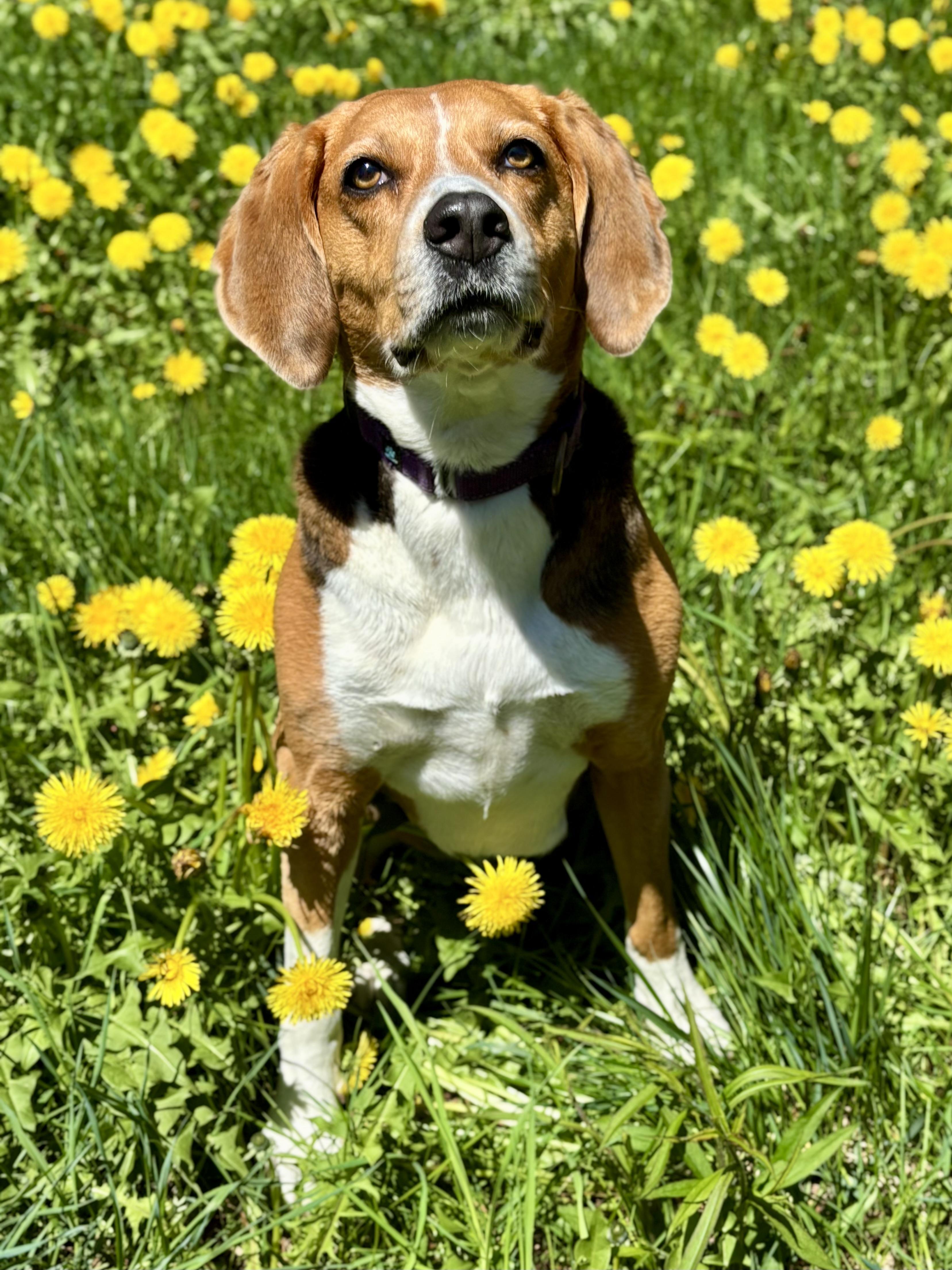 Koda, an adoptable Hound in Cherryfield, ME, 04622 | Photo Image 3