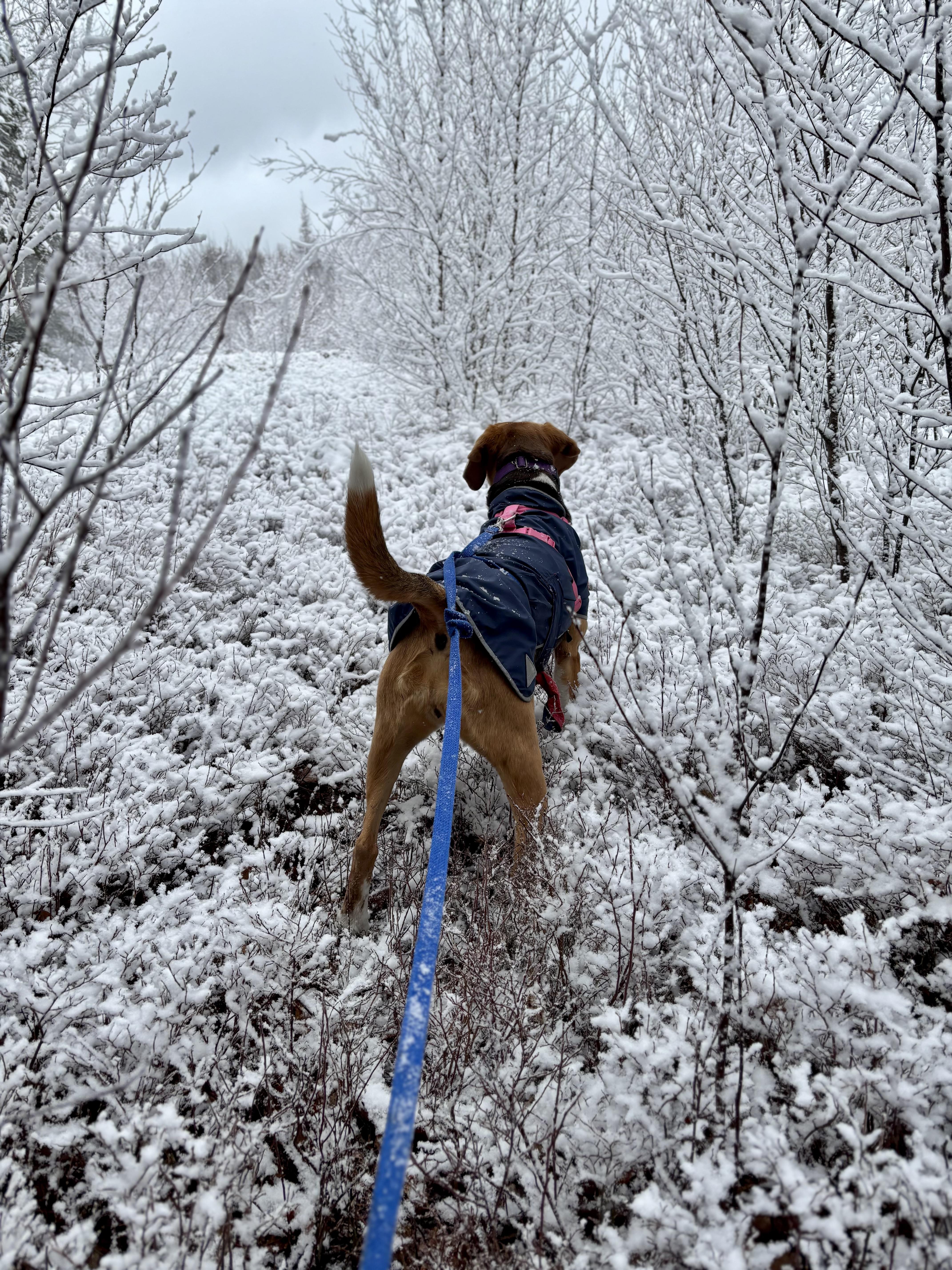 Koda, an adoptable Hound in Cherryfield, ME, 04622 | Photo Image 5