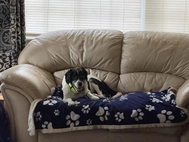 MILO, Adoptable, Senior Male English Springer Spaniel & Cocker Spaniel.