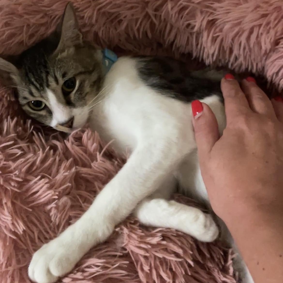 Enlarge Ralf, a Adoptable Domestic Short Hair in Waltham, MA image 2/3