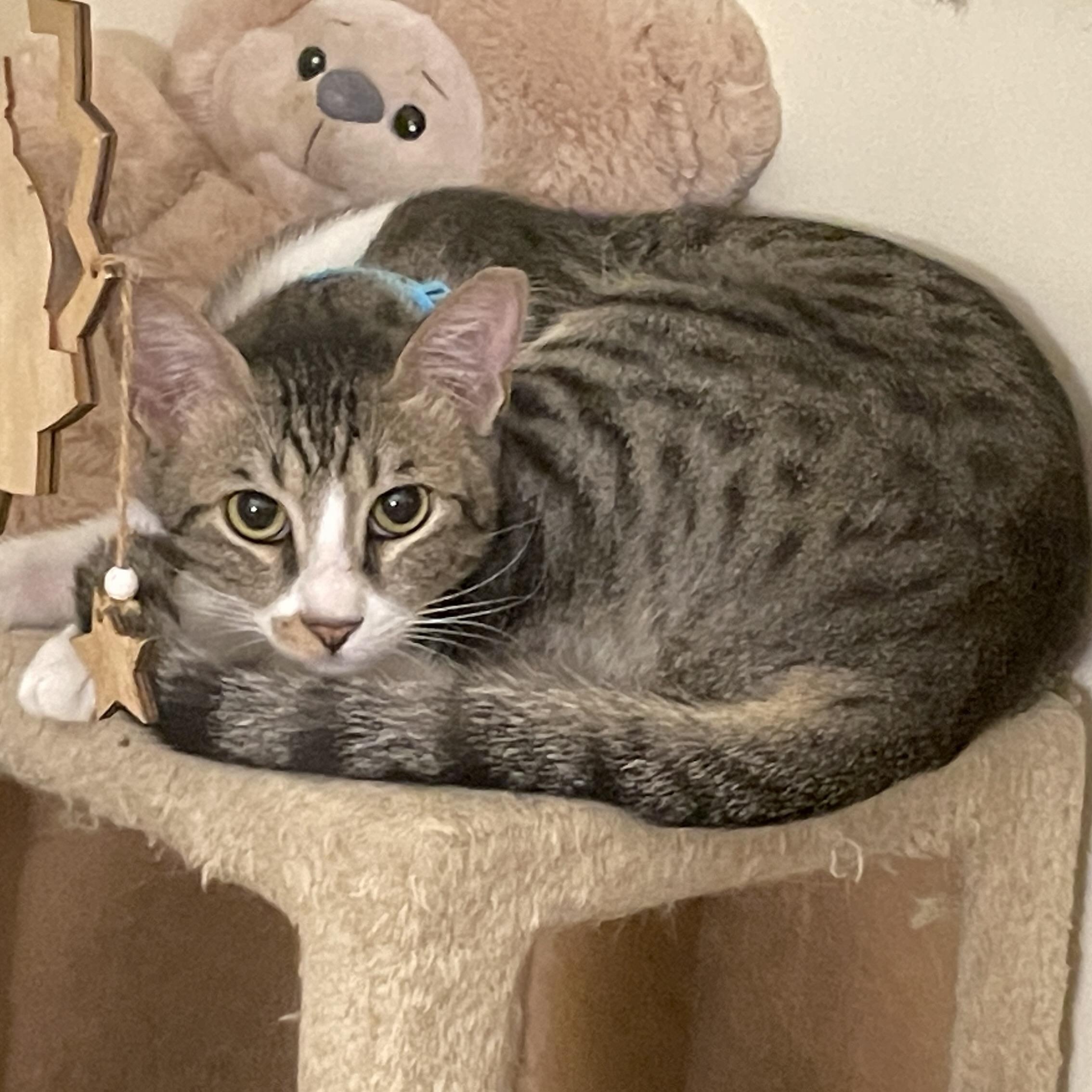 Ralf, Adoptable, Kitten Male Domestic Short Hair.