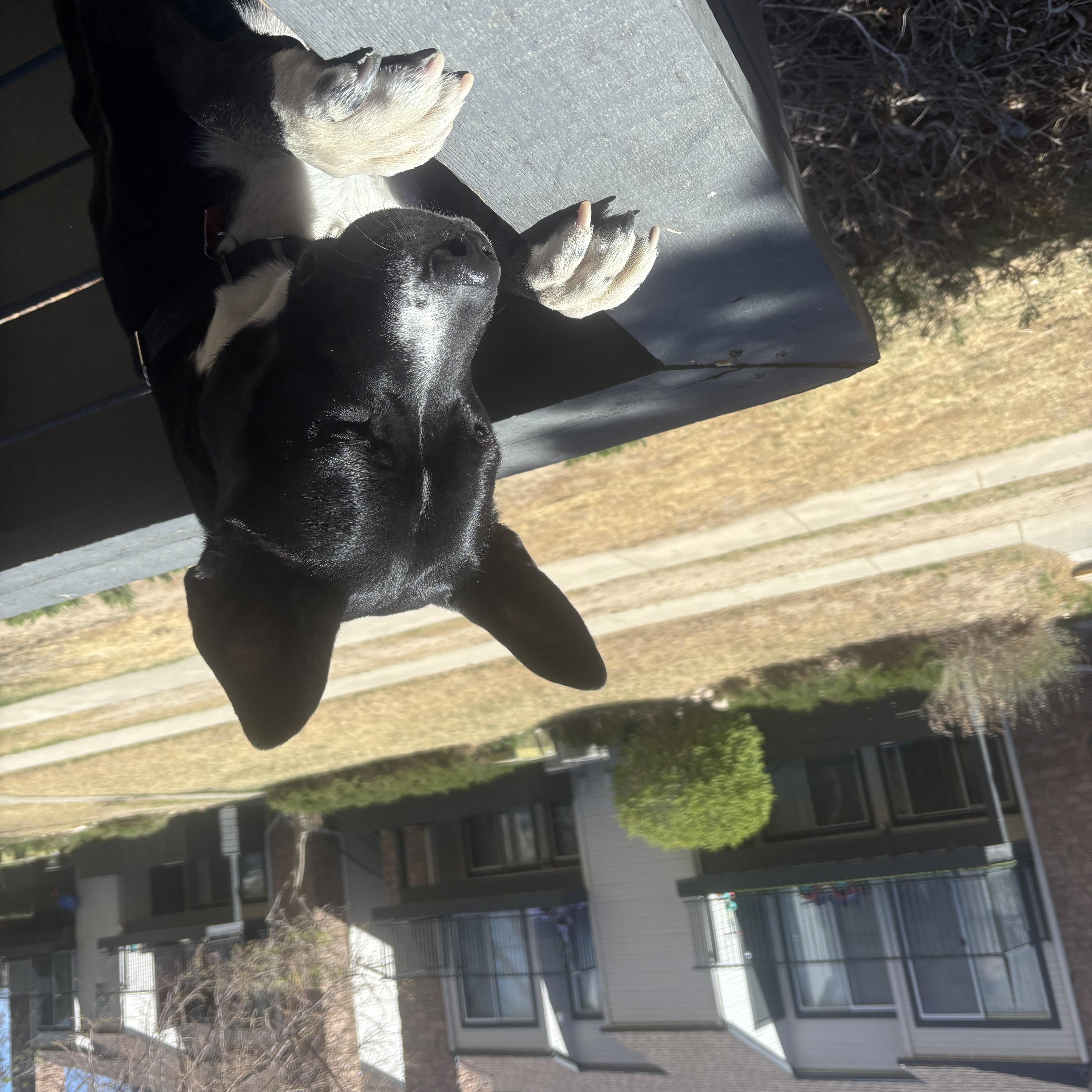 Enlarge Angel, an adopted mixed breed in Denver, CO image 5/5