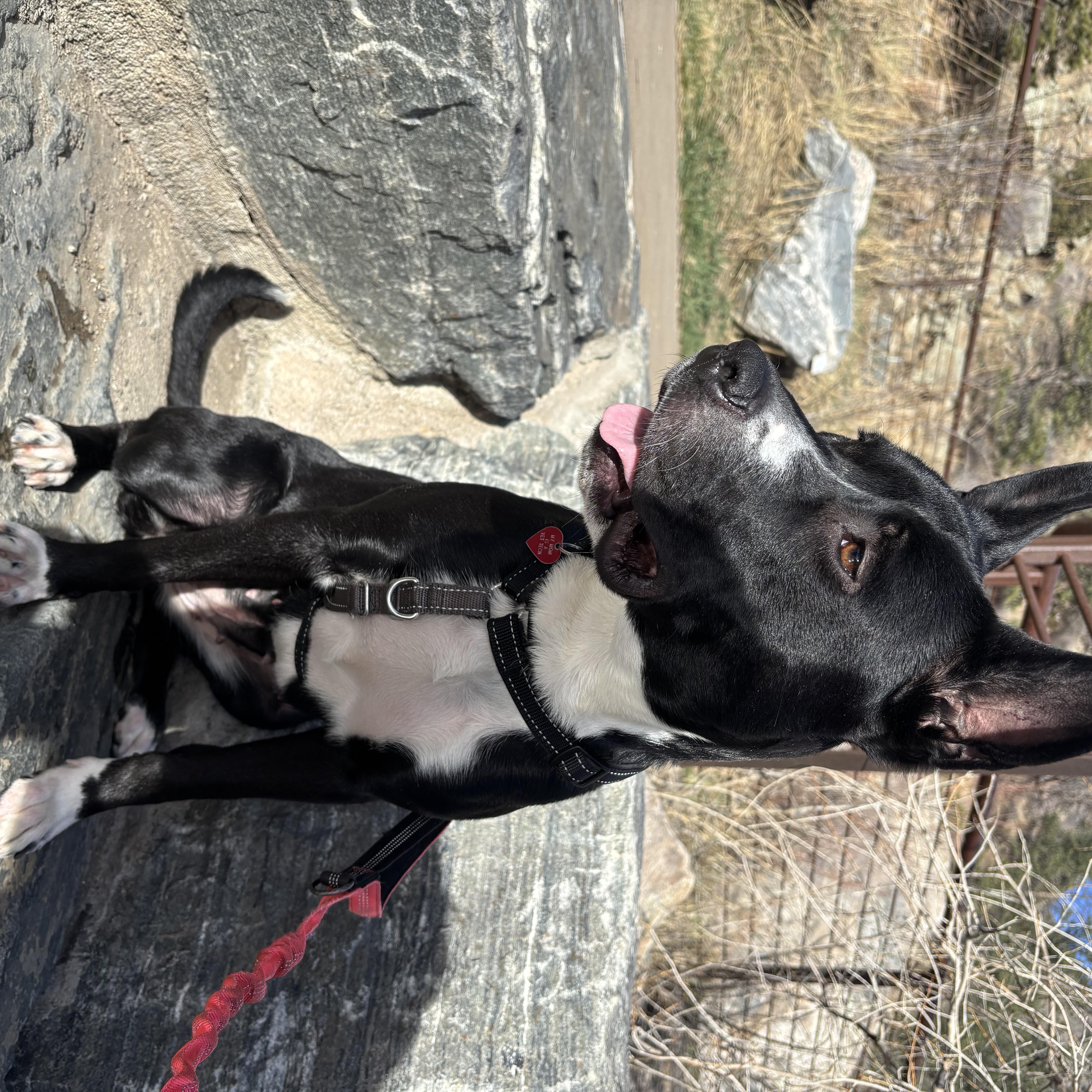 Enlarge Angel, an adopted mixed breed in Denver, CO image 4/5