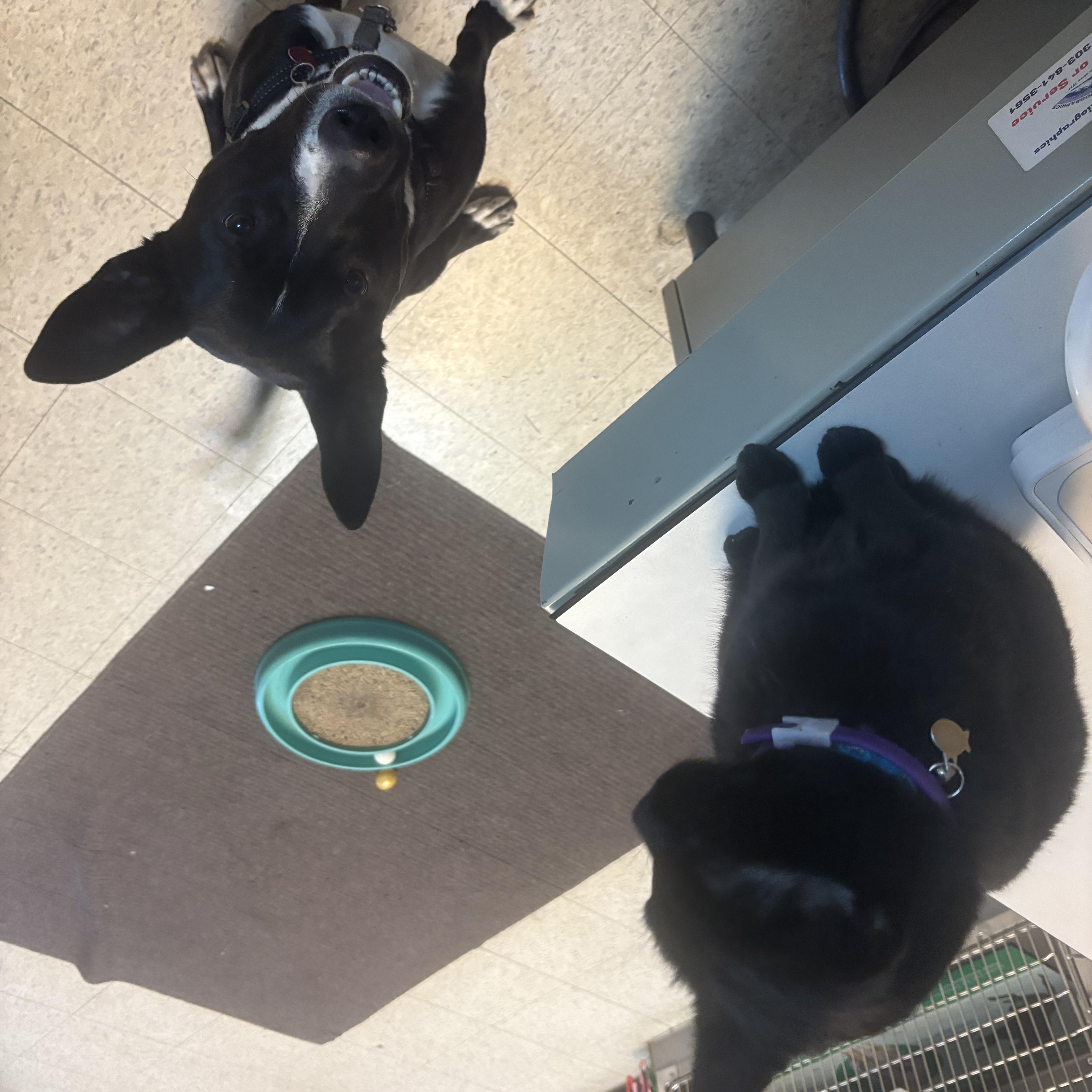 Enlarge Angel, an adopted mixed breed in Denver, CO image 3/5