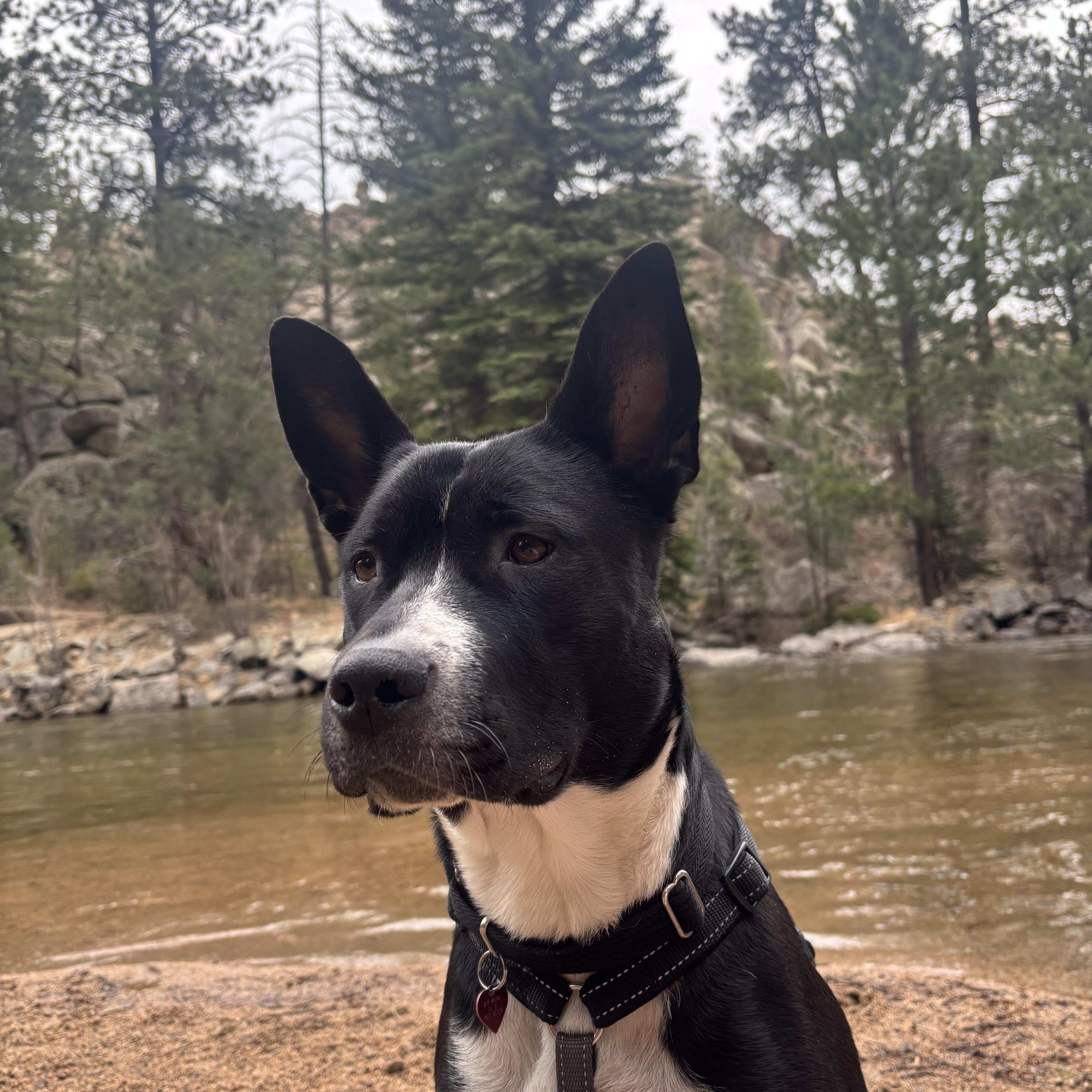 Enlarge Angel, an adopted mixed breed in Denver, CO image 2/5