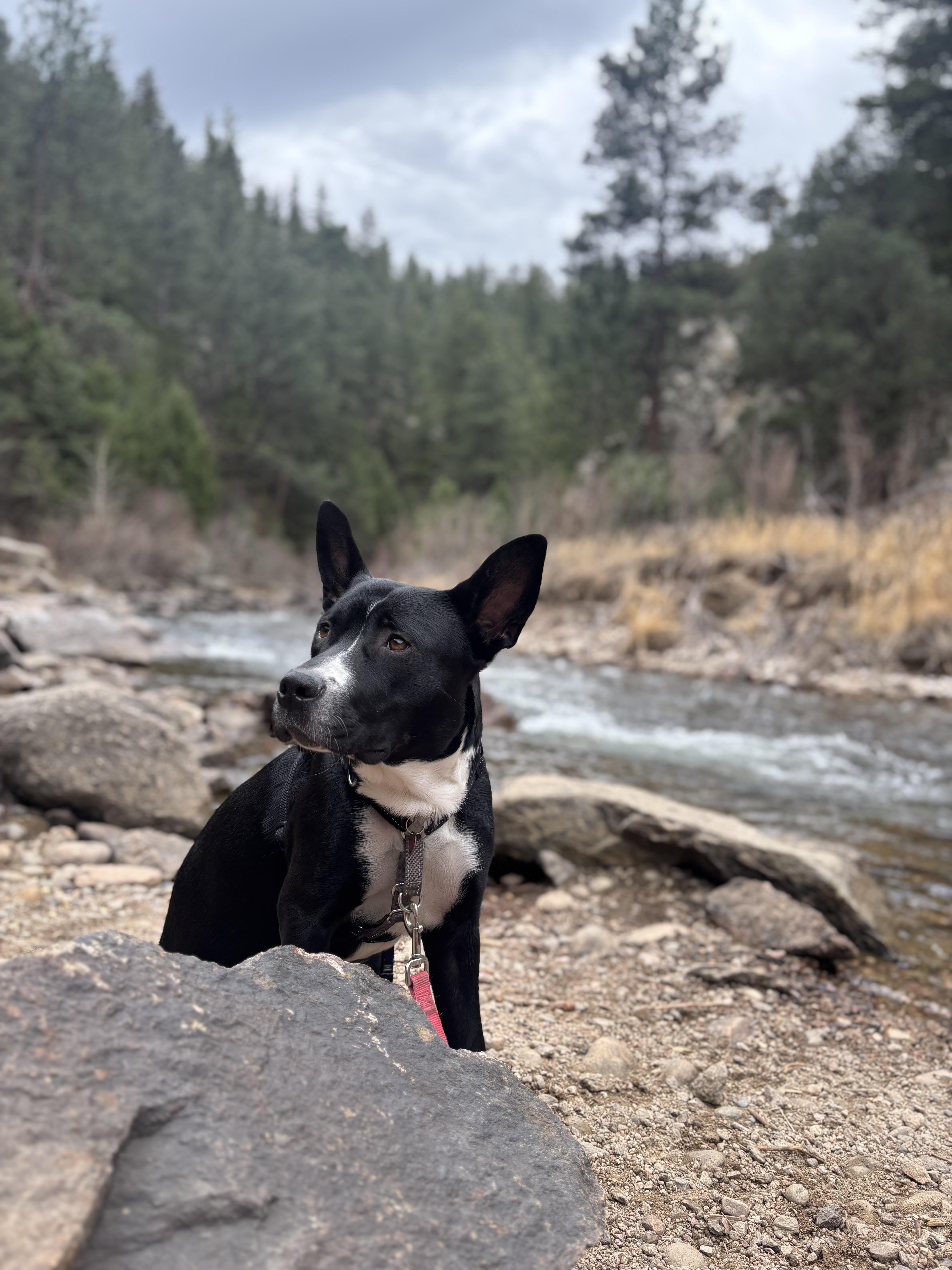 Enlarge Angel, an adopted mixed breed in Denver, CO image 1/5