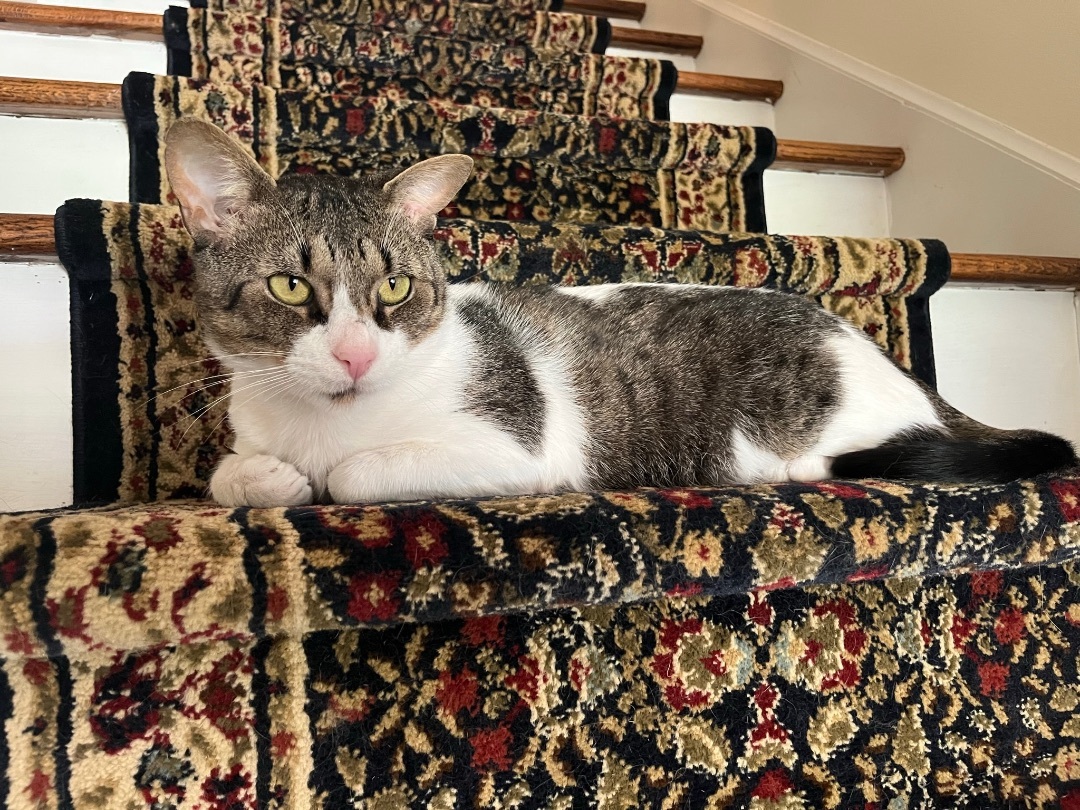 Frazier, Adopted, Adult Male Domestic Short Hair.