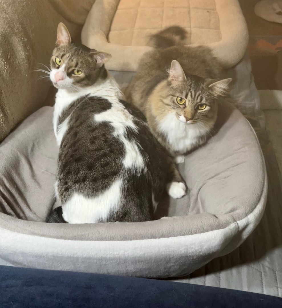 Enlarge Frazier, a Adopted Domestic Short Hair in SIMPSONVILLE, SC image 2/12