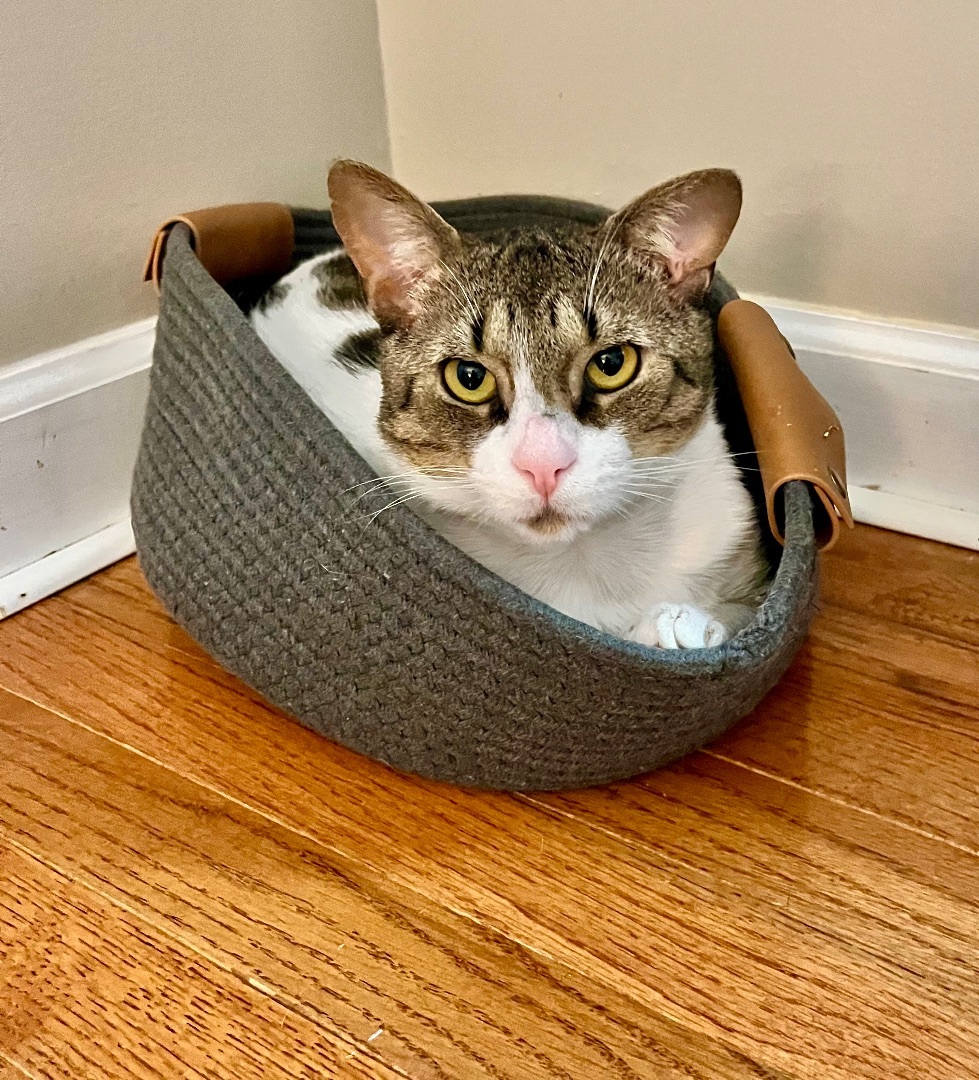 Enlarge Frazier, a Adopted Domestic Short Hair in SIMPSONVILLE, SC image 3/12