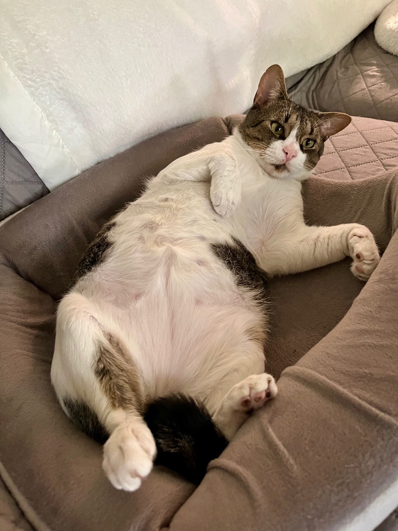 Enlarge Frazier, a Adopted Domestic Short Hair in SIMPSONVILLE, SC image 4/12