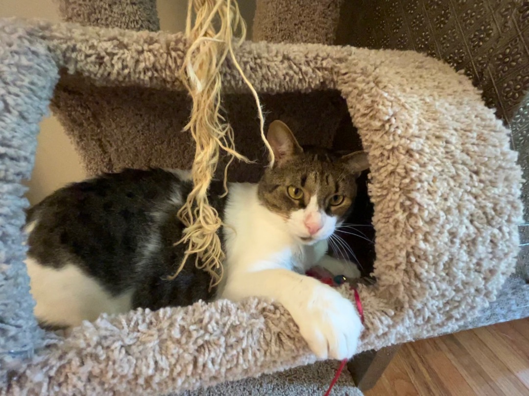 Enlarge Frazier, a Adopted Domestic Short Hair in SIMPSONVILLE, SC image 5/12