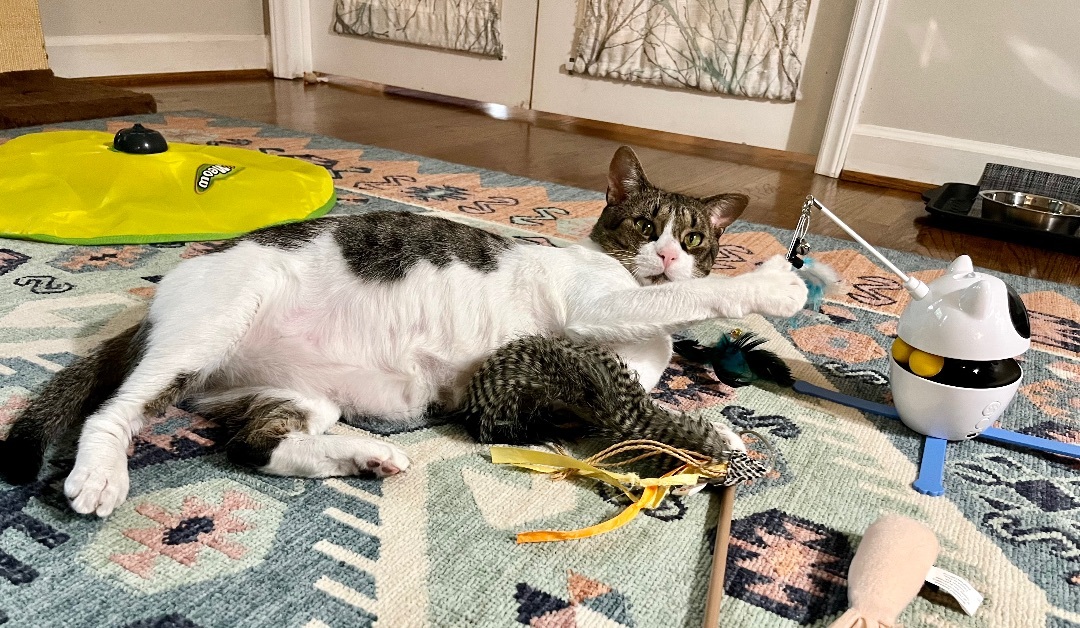 Enlarge Frazier, a Adopted Domestic Short Hair in SIMPSONVILLE, SC image 6/12