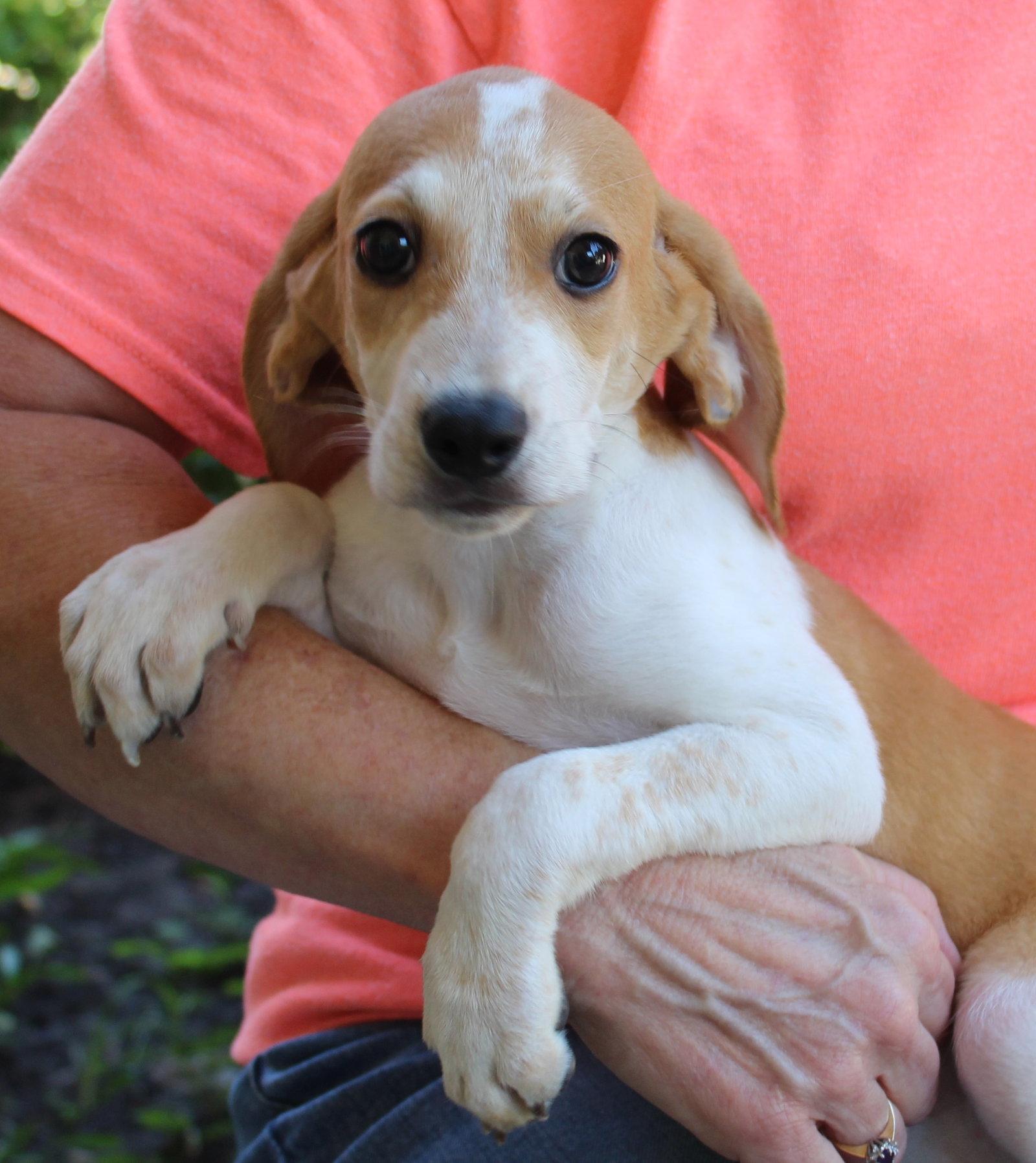 Opal 44210, Adoptable, Puppy Female Treeing Walker Coonhound.