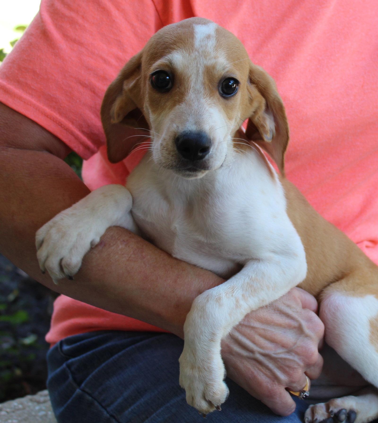 Enlarge Opal 44210, a Adoptable Treeing Walker Coonhound in Prattville, AL image 2/3