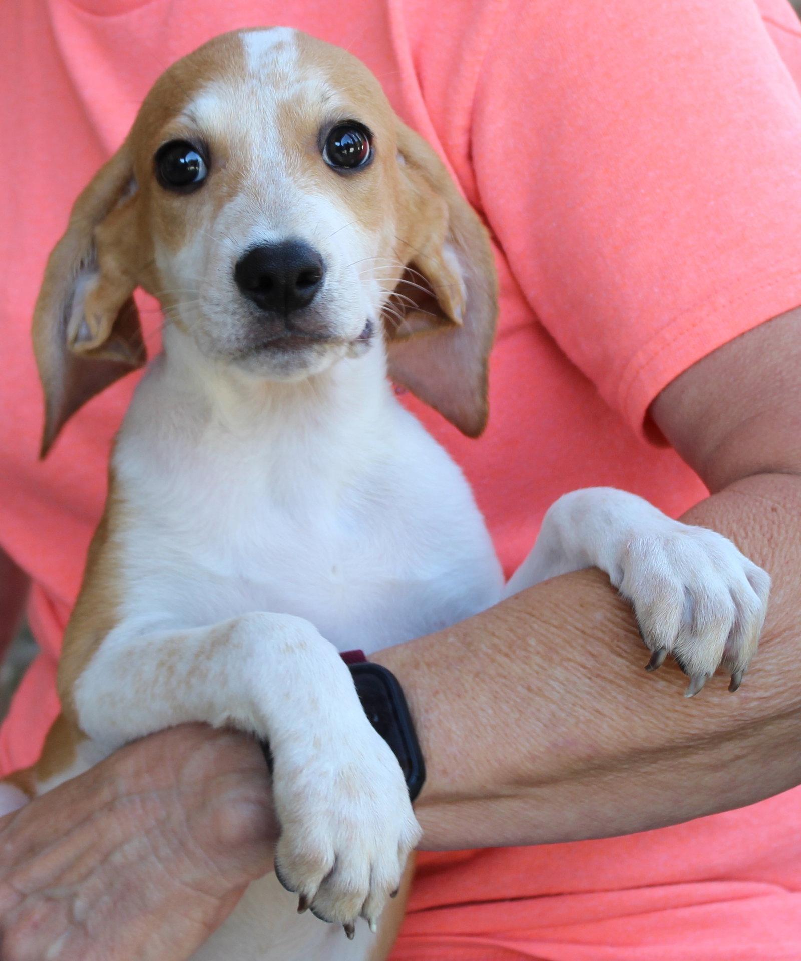 Enlarge Opal 44210, a Adoptable Treeing Walker Coonhound in Prattville, AL image 3/3