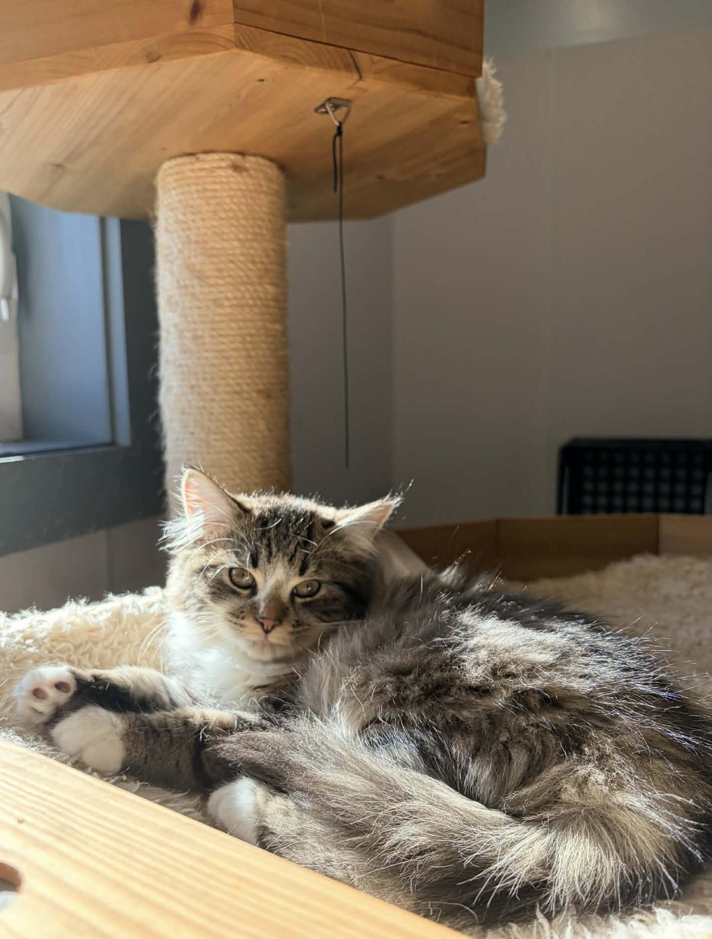 Enlarge Nola, an adopted Domestic Medium Hair in Wakefield, RI image 1/3