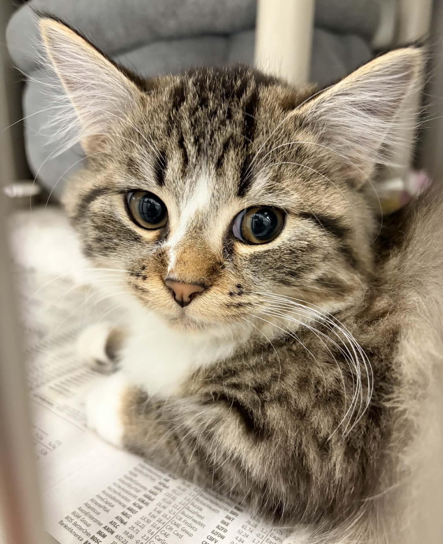 Enlarge Nola, an adopted Domestic Medium Hair in Wakefield, RI image 2/3