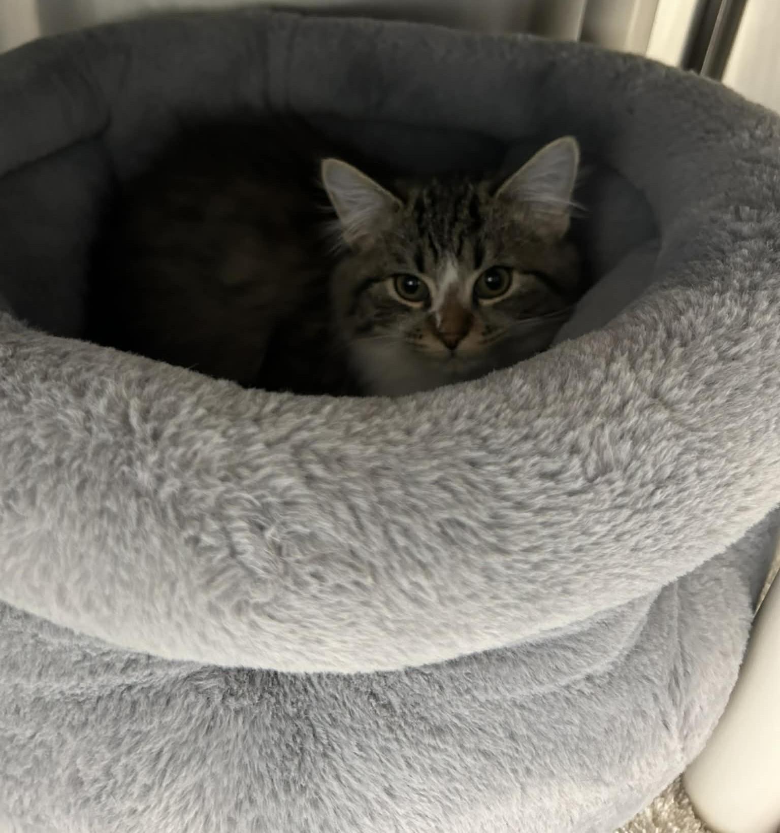 Enlarge Nola, an adopted Domestic Medium Hair in Wakefield, RI image 3/3