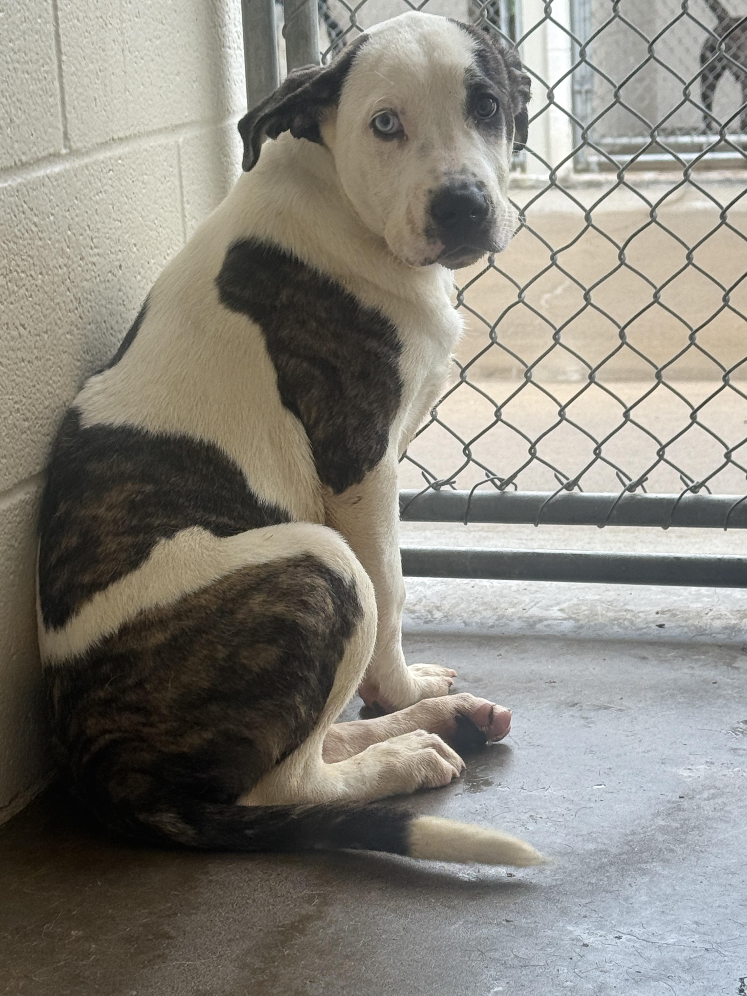 Panda, adopted, Young Female Pit Bull Terrier.