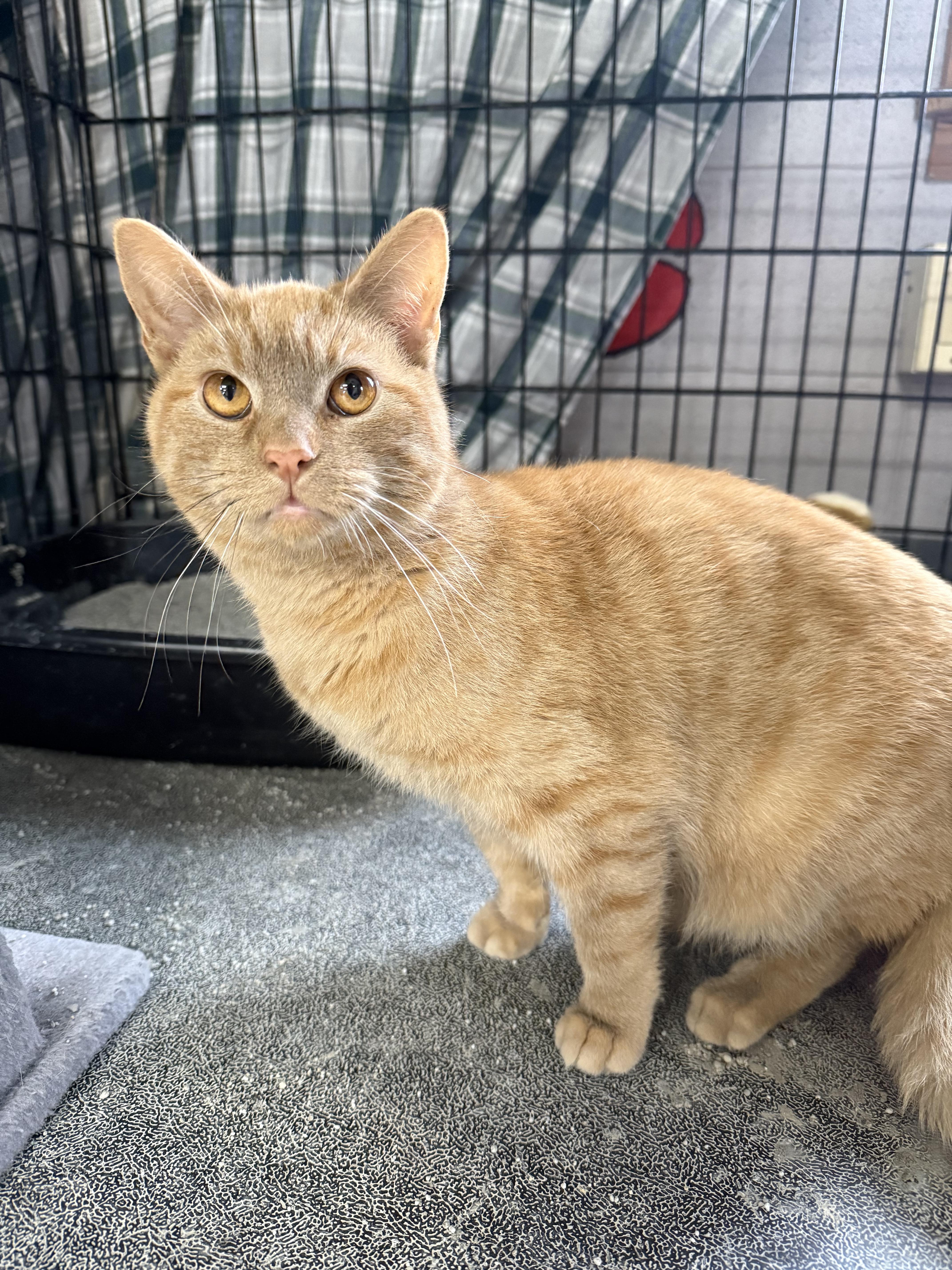 Peter, Adoptable, Young Male Domestic Short Hair.