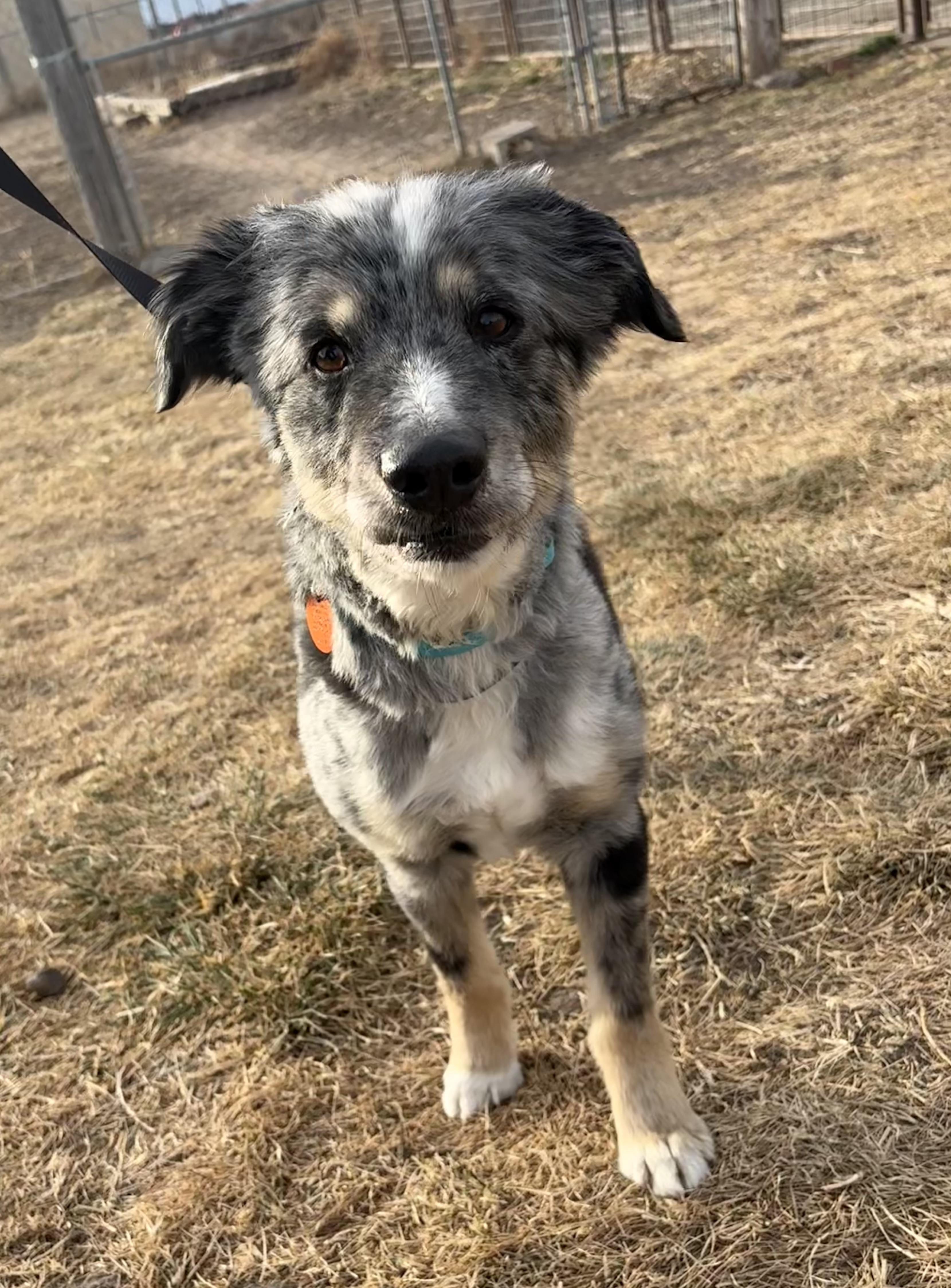 Roscoe, ADOPTABLE, Senior Male Australian Shepherd.