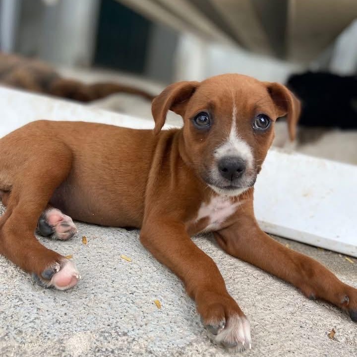 Olivia, a ADOPTABLE Mixed Breed in Thornhill, ON image 3/6