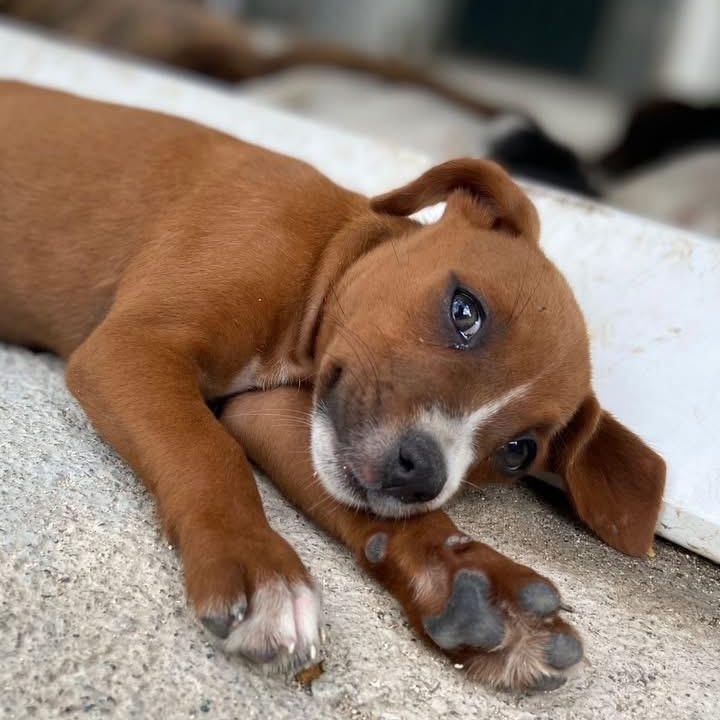 Olivia, a ADOPTABLE Mixed Breed in Thornhill, ON image 2/6