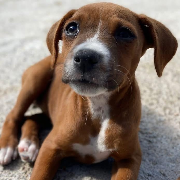 Olivia, a ADOPTABLE Mixed Breed in Thornhill, ON image 1/6