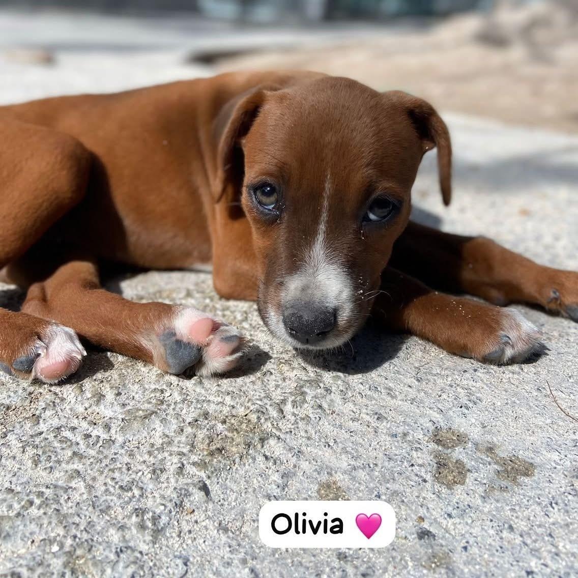 Olivia, a ADOPTABLE Mixed Breed in Thornhill, ON image 4/6