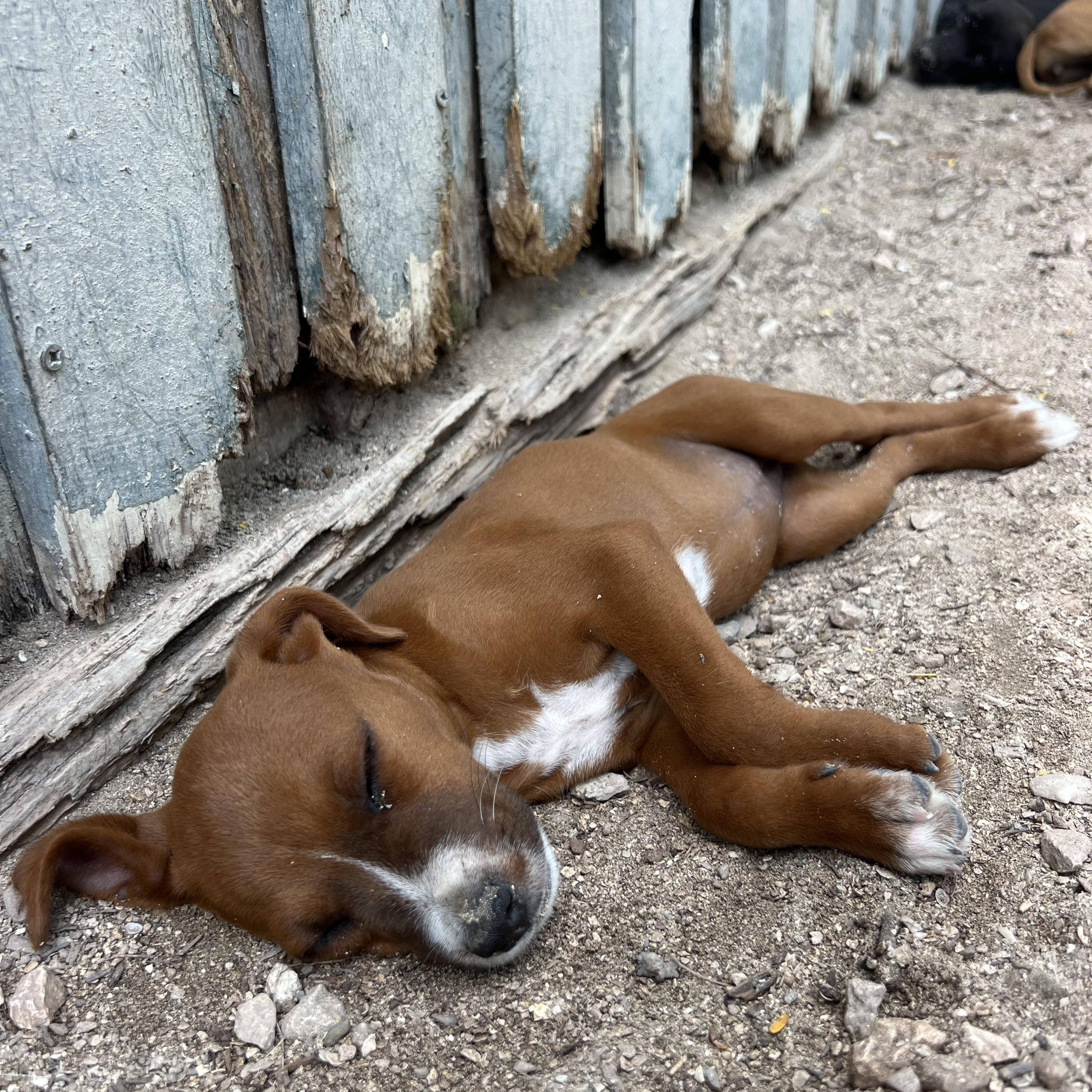 Olivia, a ADOPTABLE Mixed Breed in Thornhill, ON image 6/6