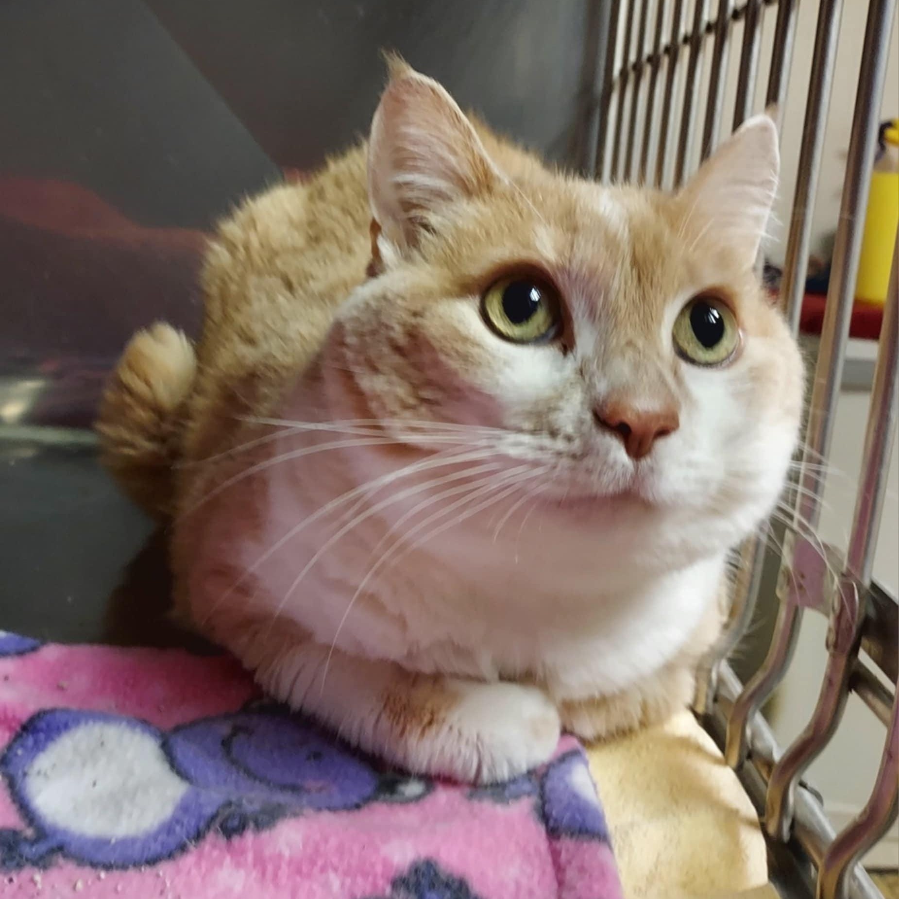 Spice, Adult Female Domestic Short Hair