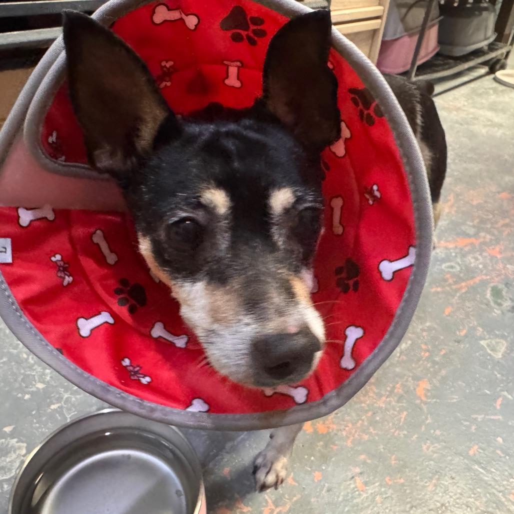 Fernando, Adoptable, Adult Male Mixed Breed.