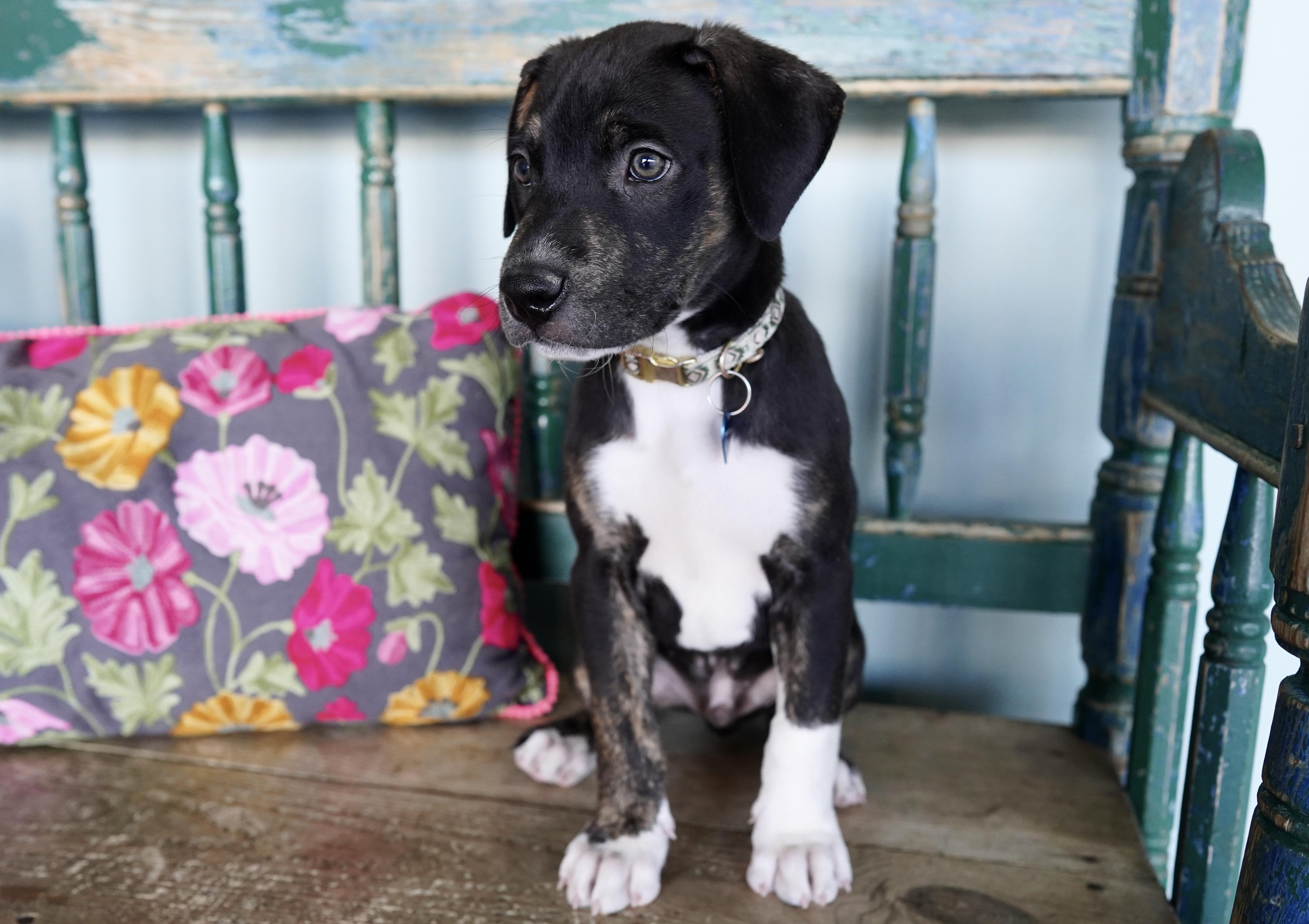 Nugget, a Adoptable mixed breed in San Antonio, TX image 4/5