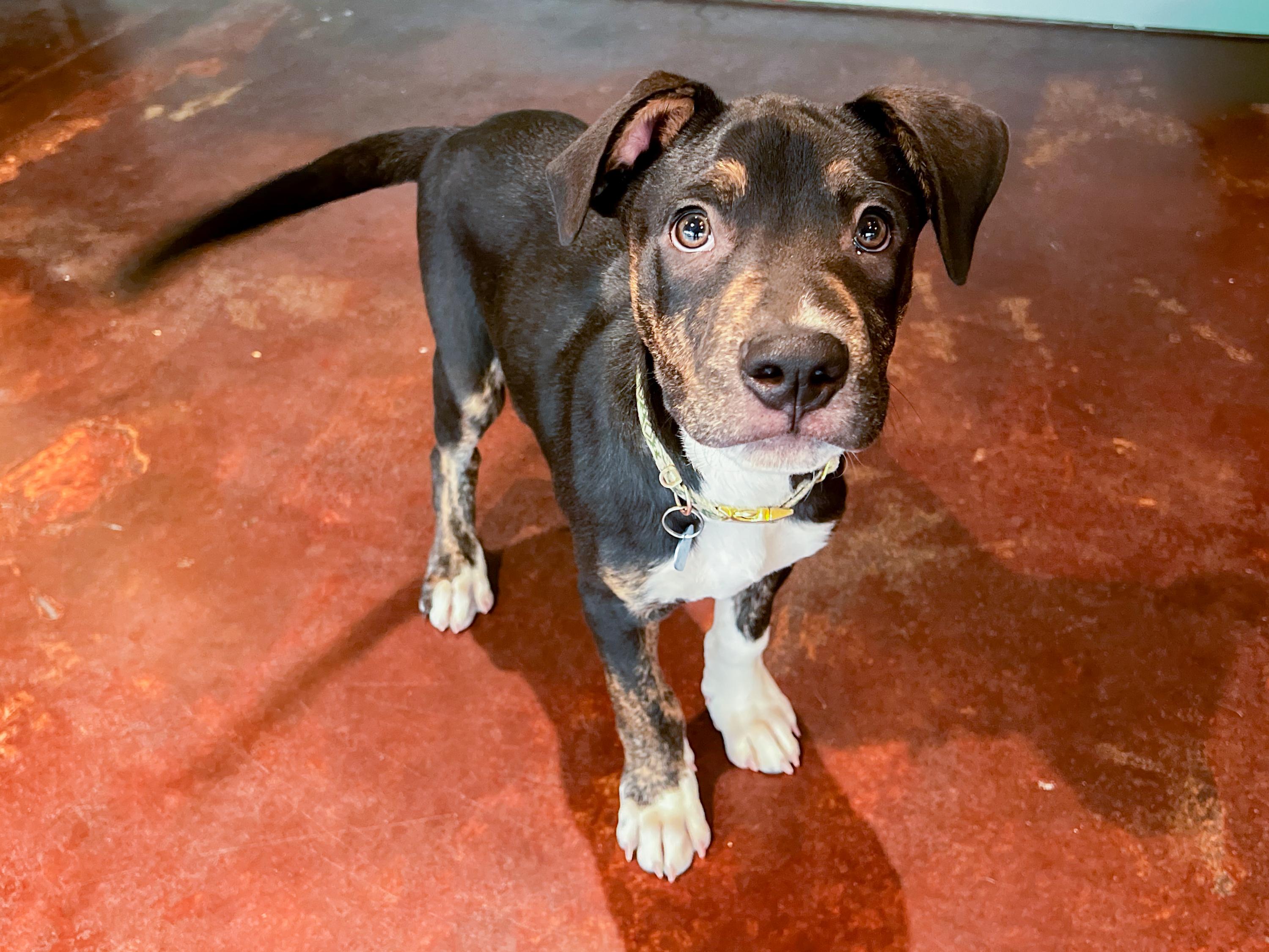 Enlarge Nugget, an adopted mixed breed in San Antonio, TX image 1/6