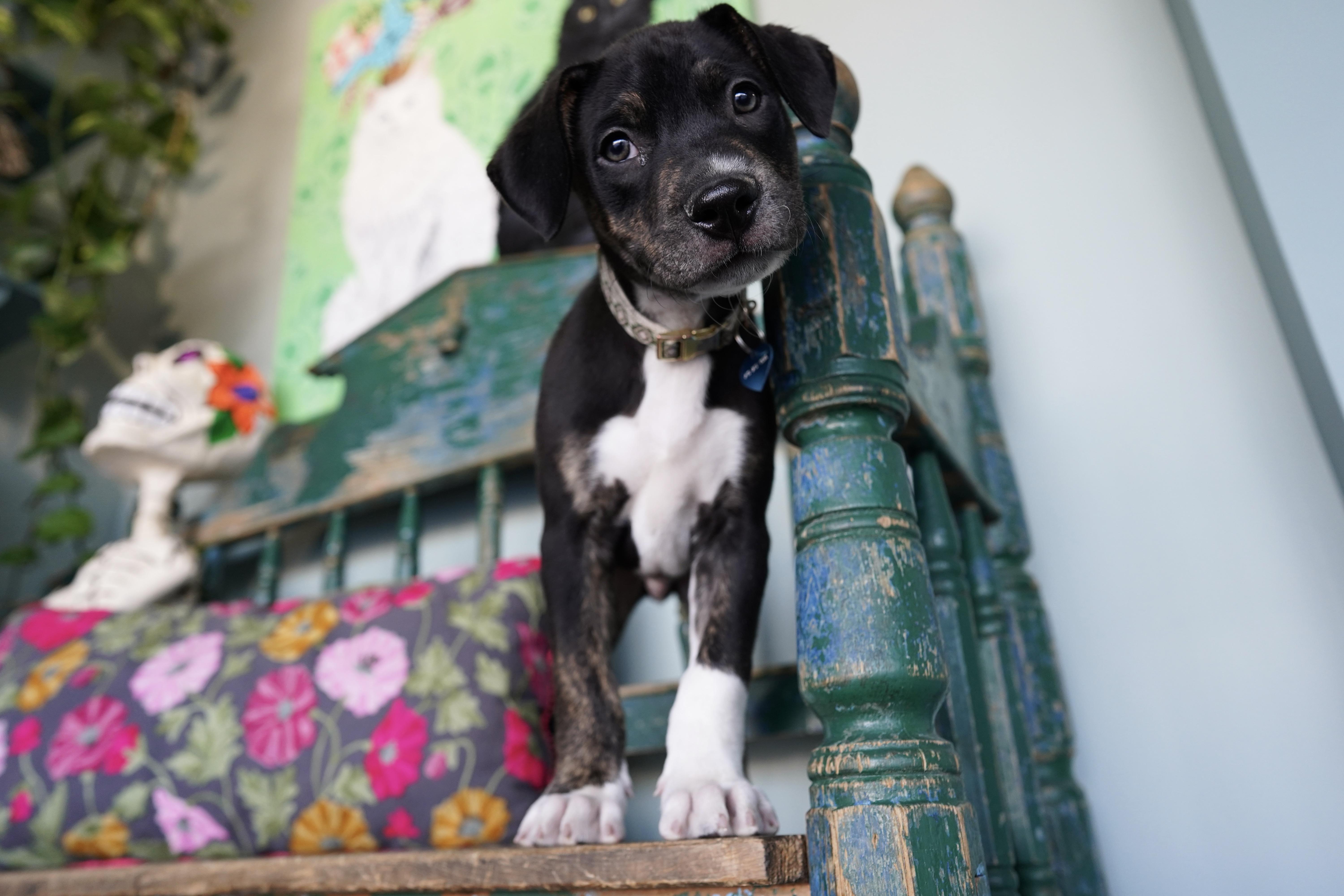 Nugget, a Adoptable mixed breed in San Antonio, TX image 1/5