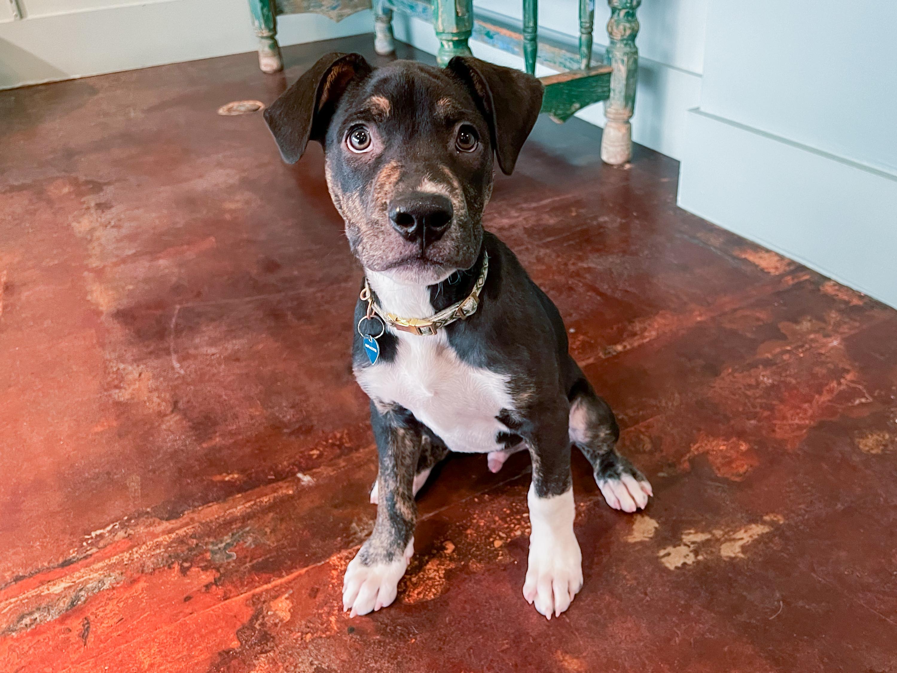 Enlarge Nugget, an adopted mixed breed in San Antonio, TX image 2/6