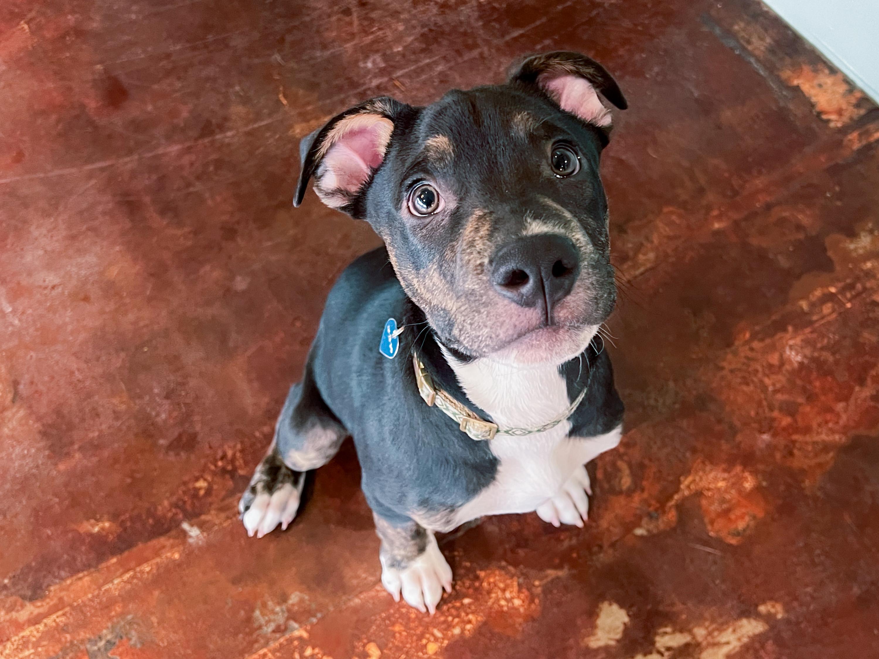 Enlarge Nugget, an adopted mixed breed in San Antonio, TX image 4/6