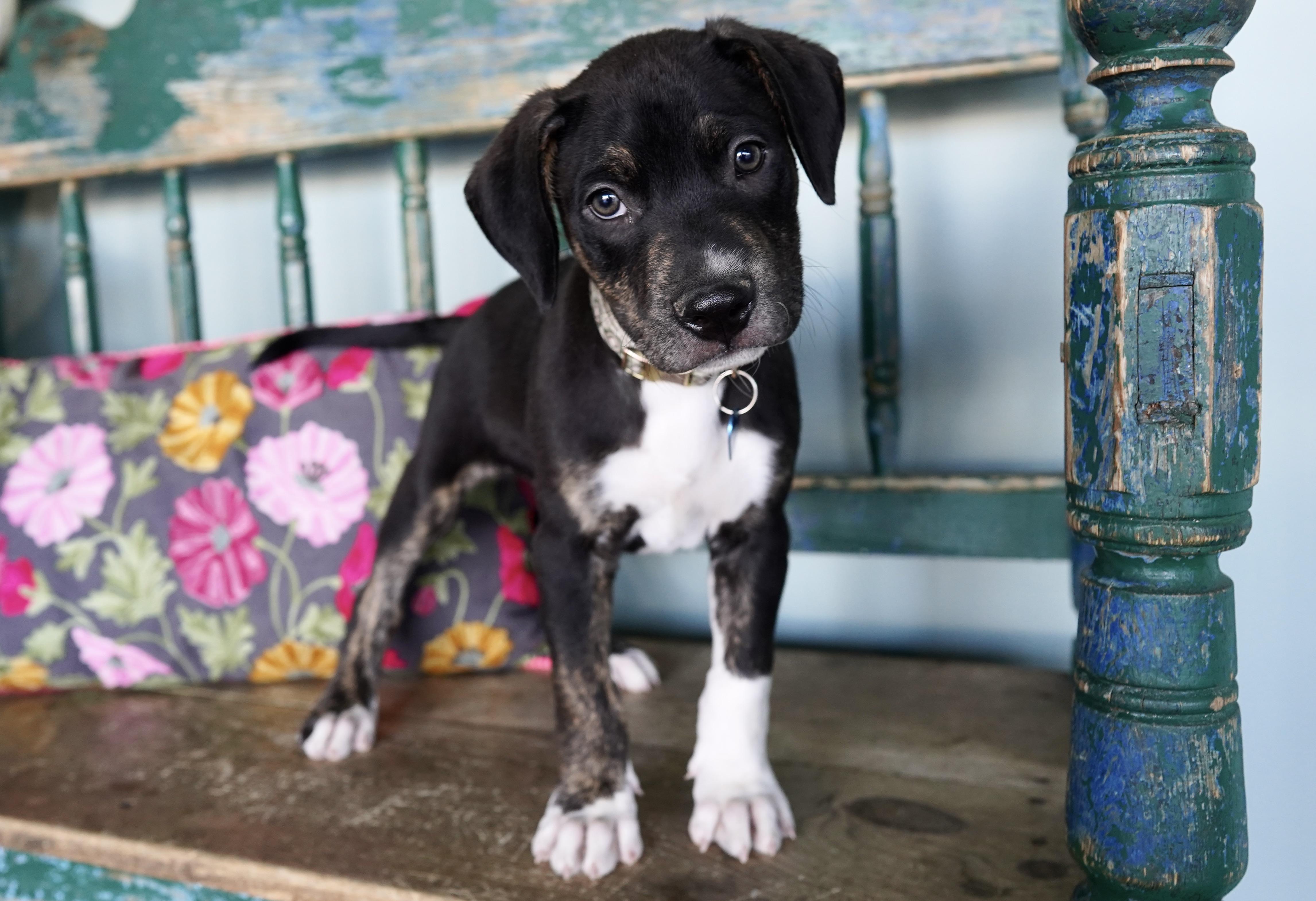 Nugget, a Adoptable mixed breed in San Antonio, TX image 2/5